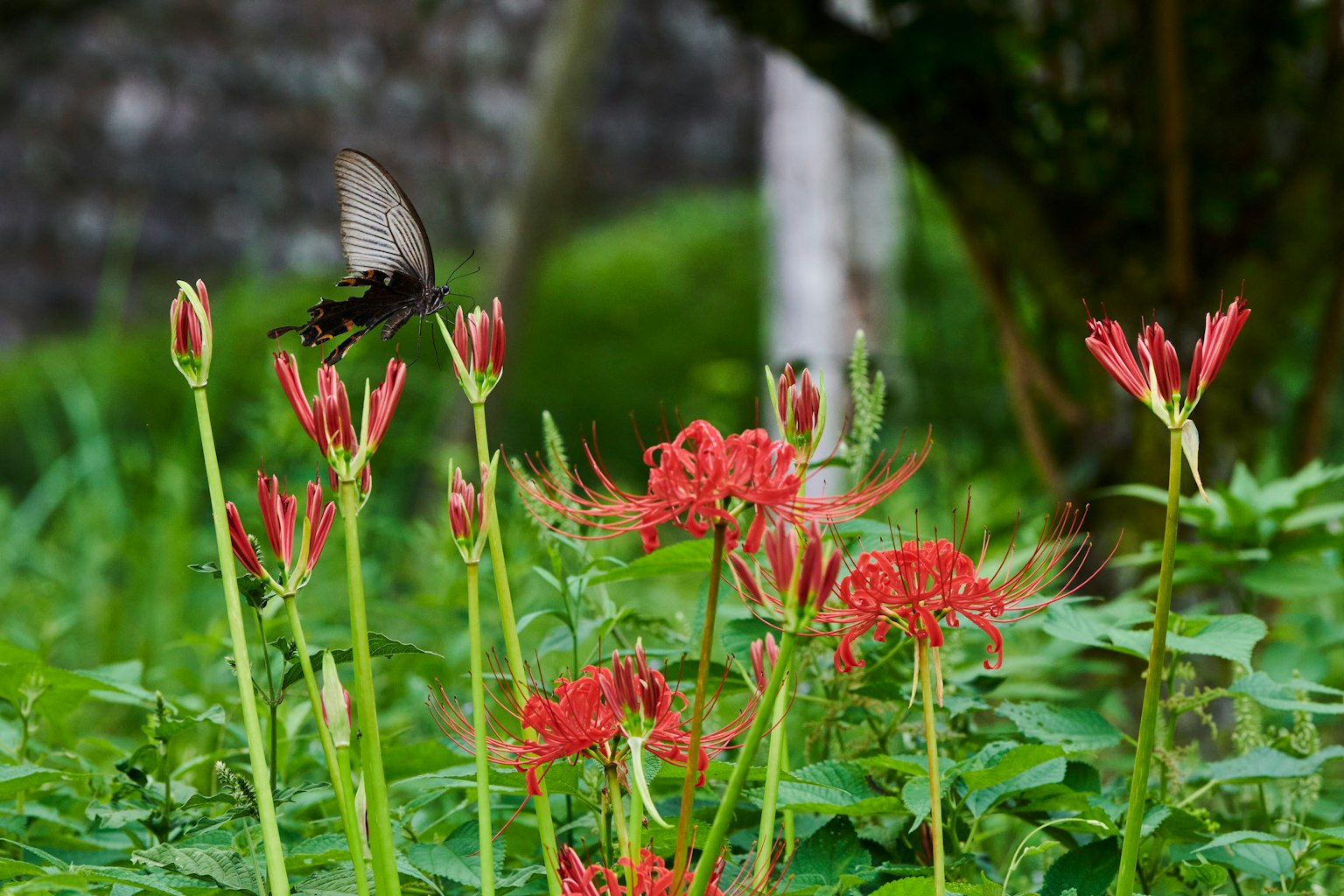 Un papillon noir posé sur des lys araignées rouges dans un jardin luxuriant