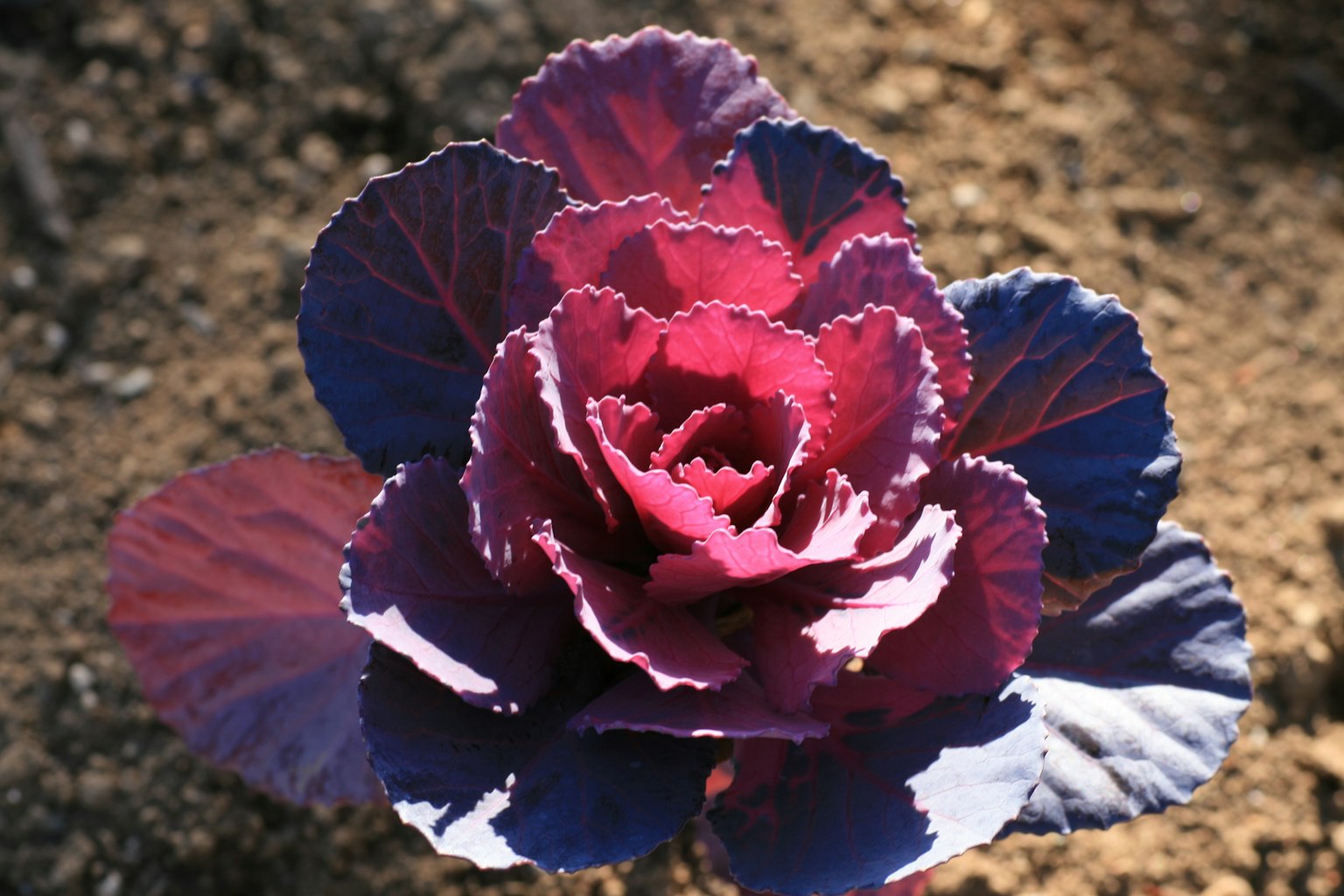 Fleur de chou violet en fleurs sur le sol