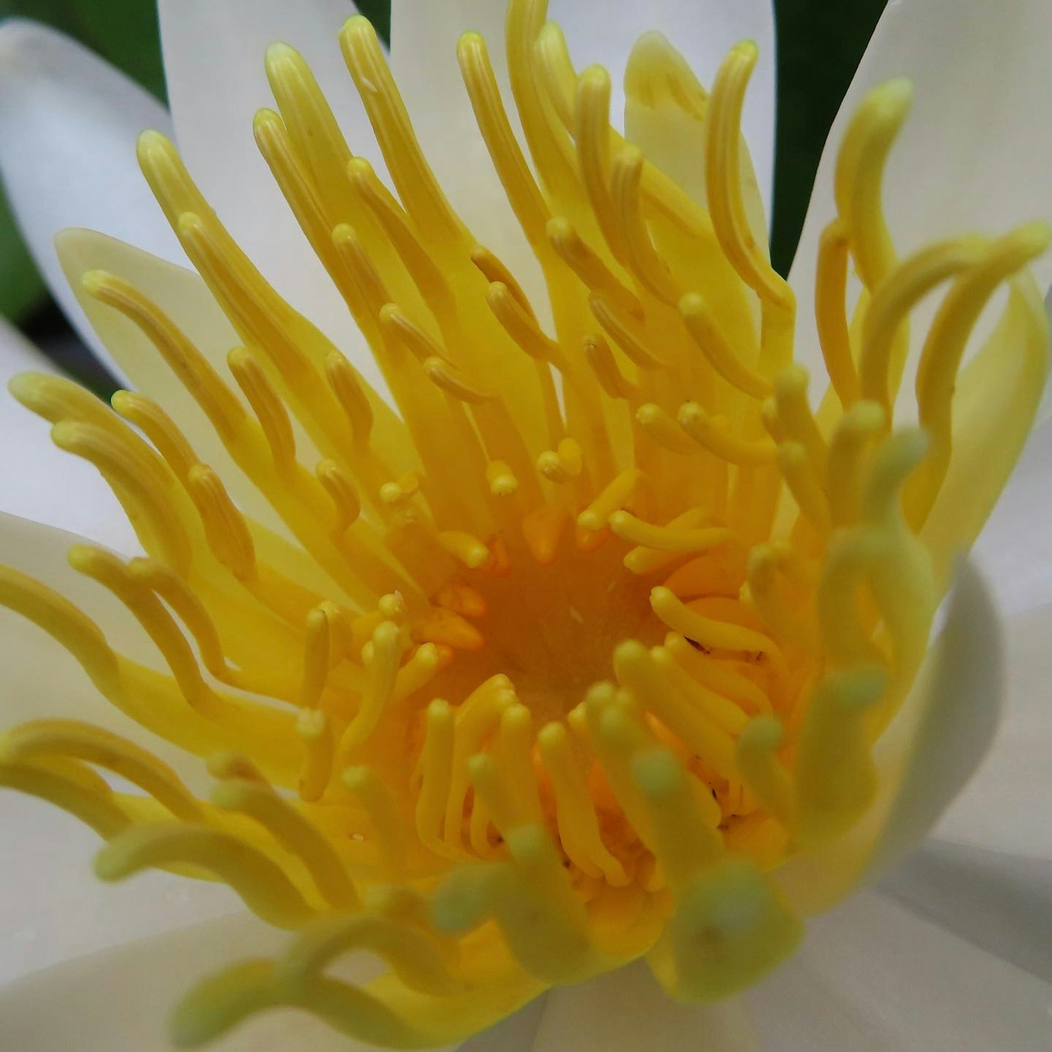 Gros plan d'une fleur de lotus blanche avec des étamines jaunes proéminentes