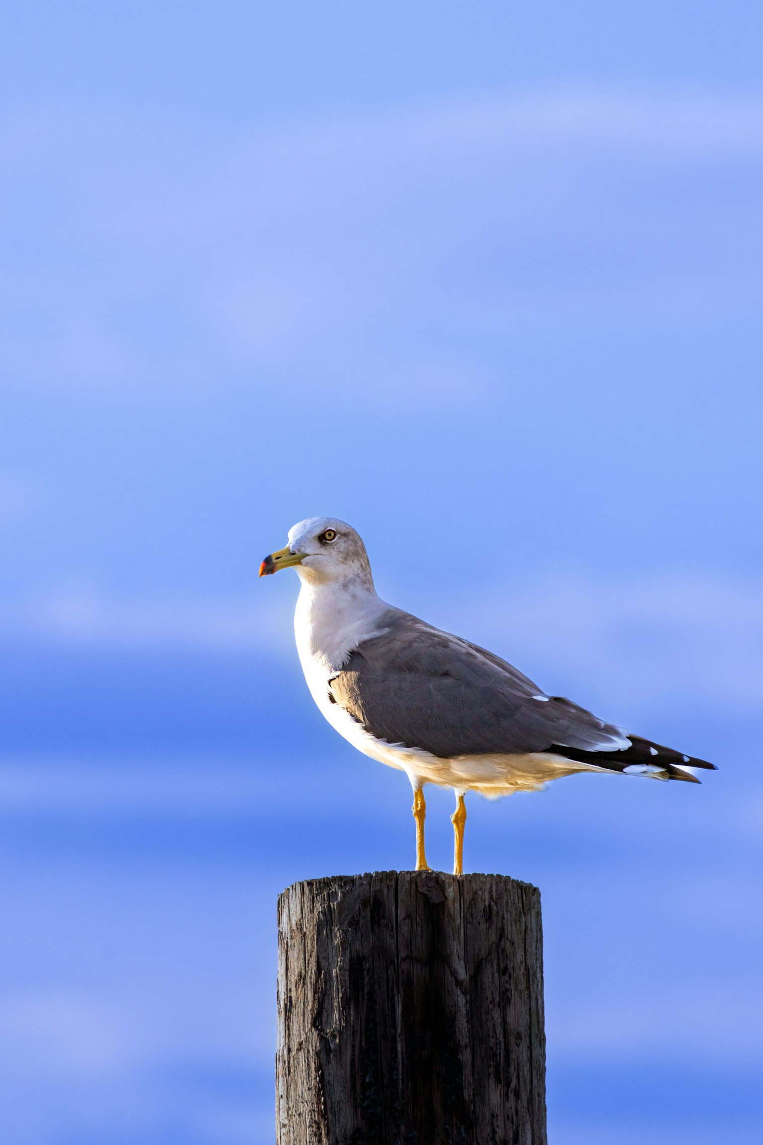 青空の下で木の杭の上に立つカモメ