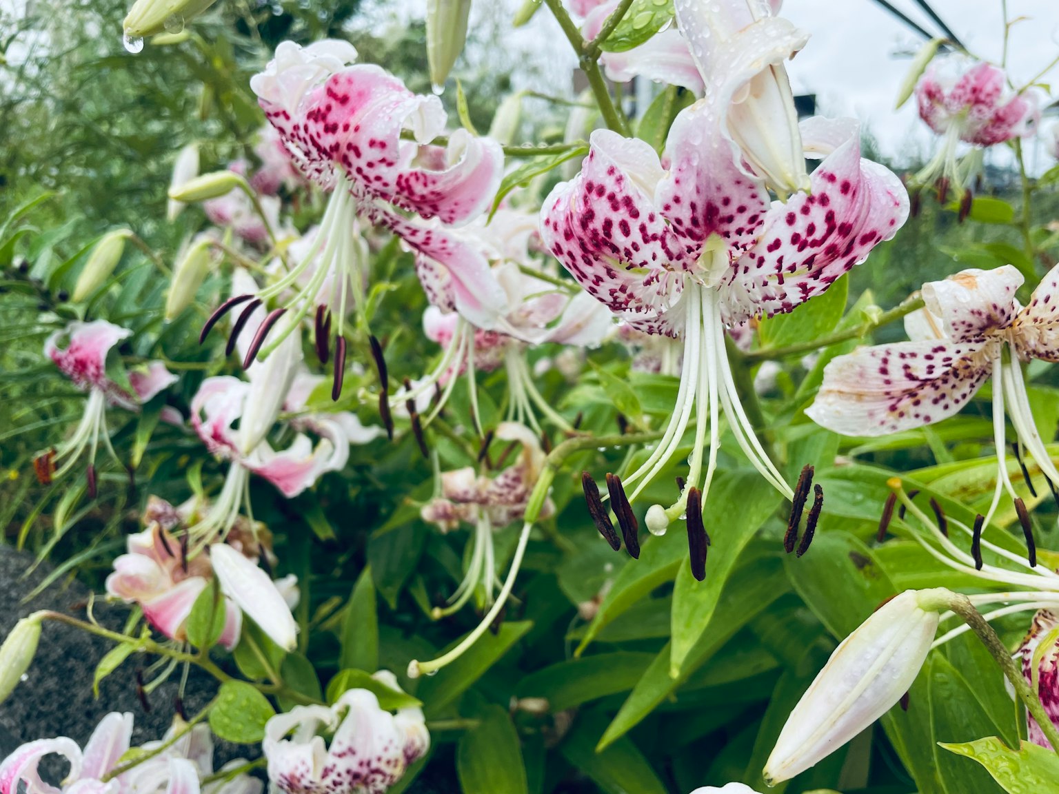 Une belle scène de fleurs roses tachetées en fleurs