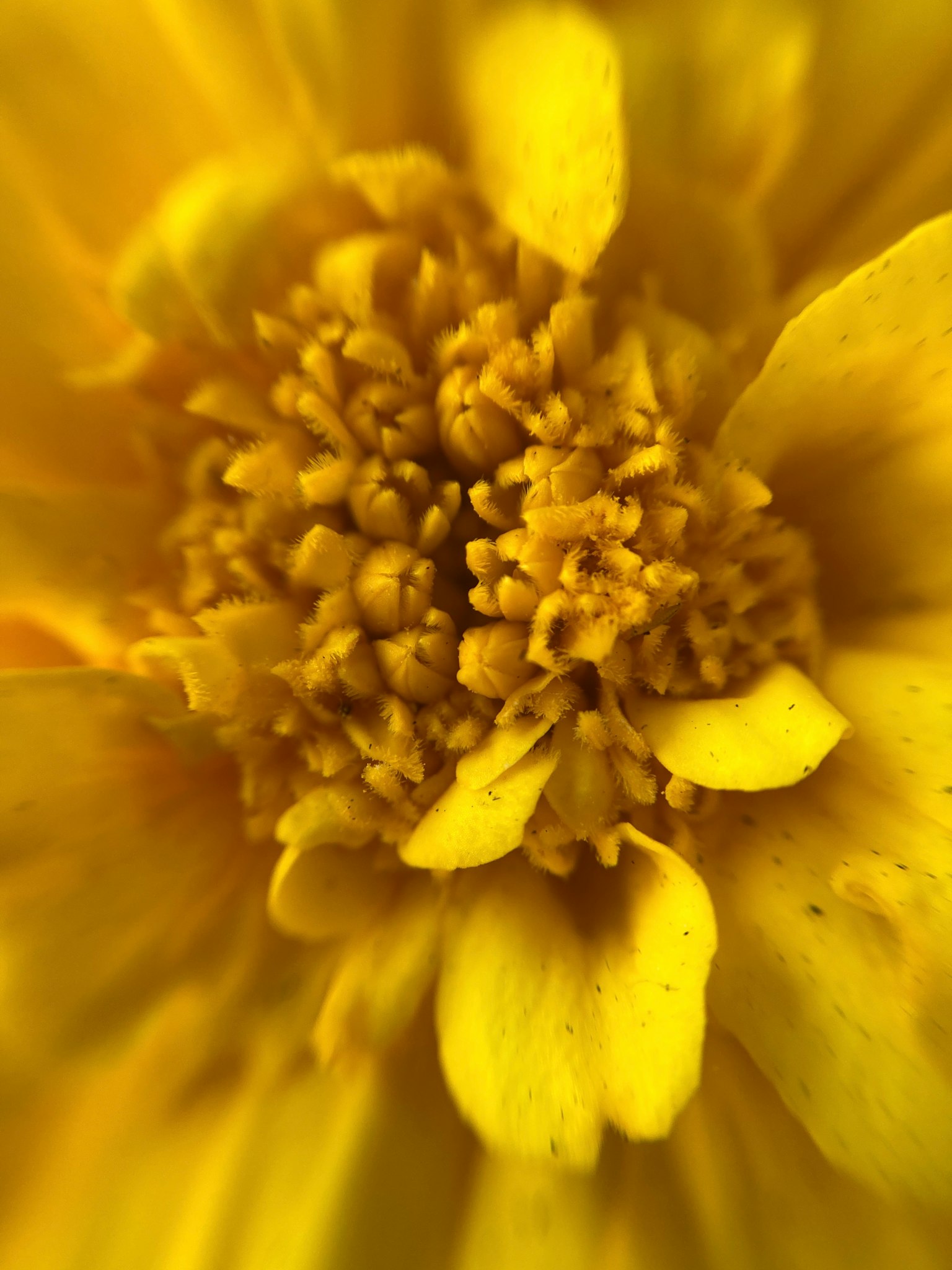 Nahaufnahme des Zentrums einer gelben Blume