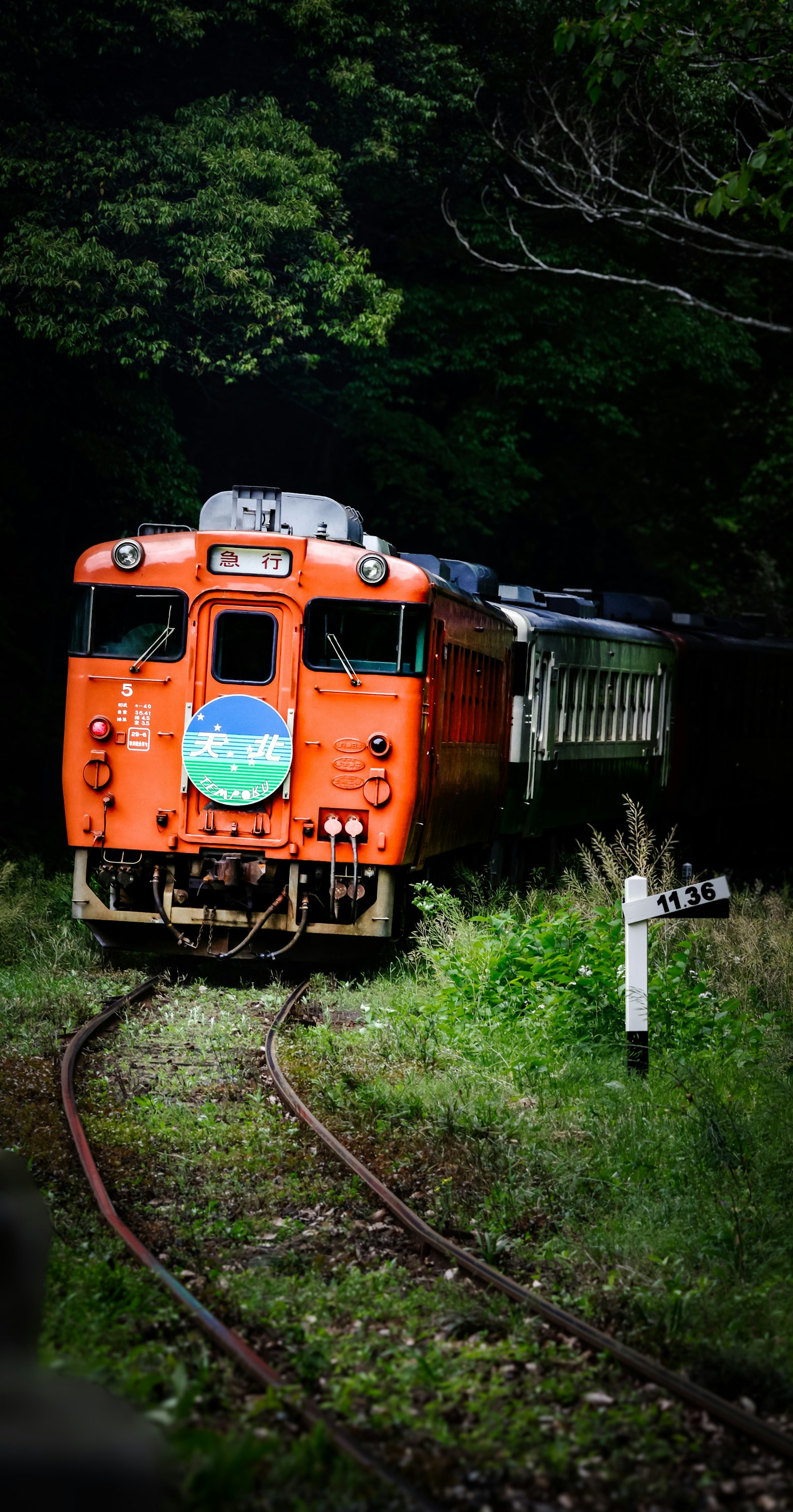 An orange train surrounded by green trees on a railway track