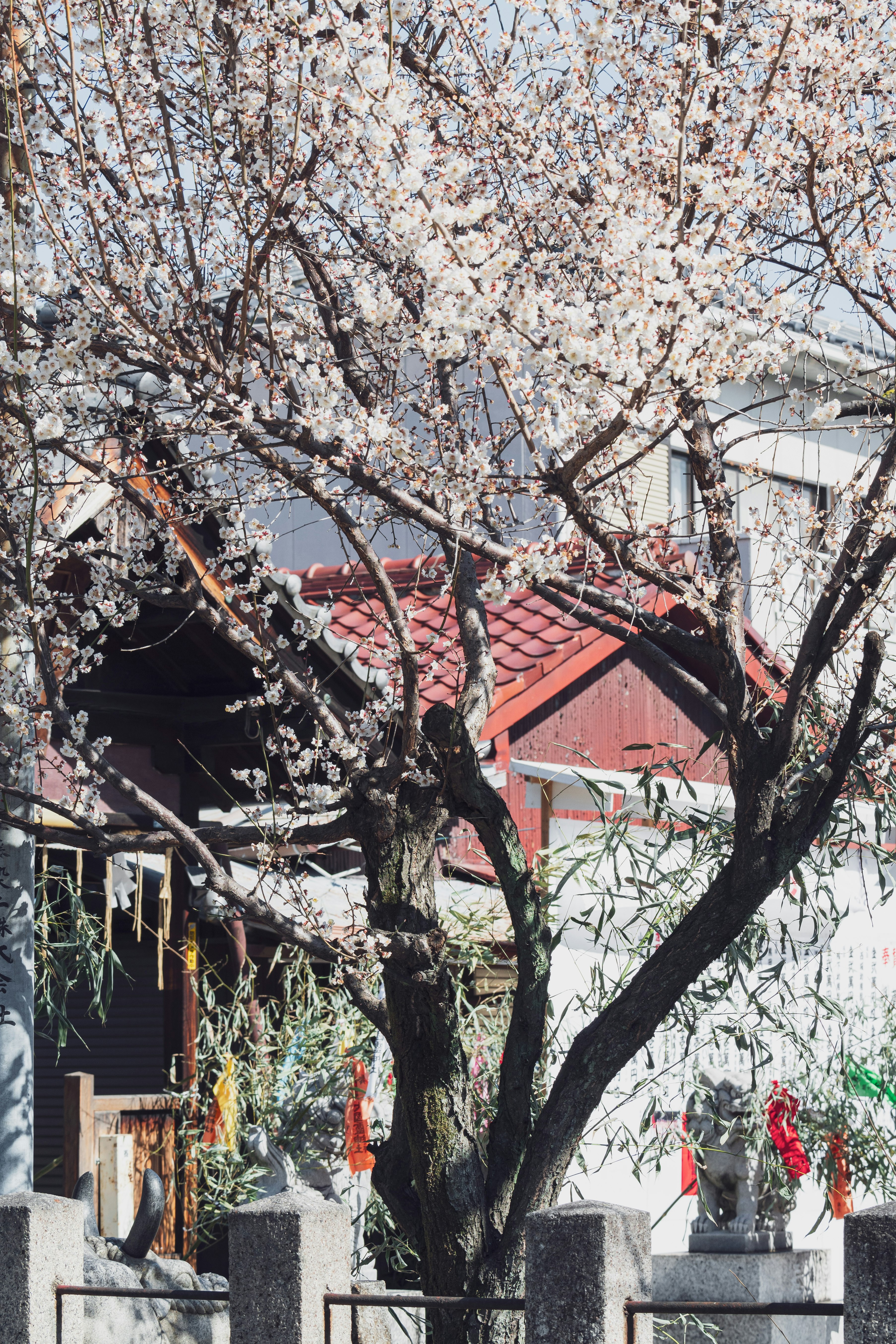 桜の枝と赤い屋根が見える路地の家並み