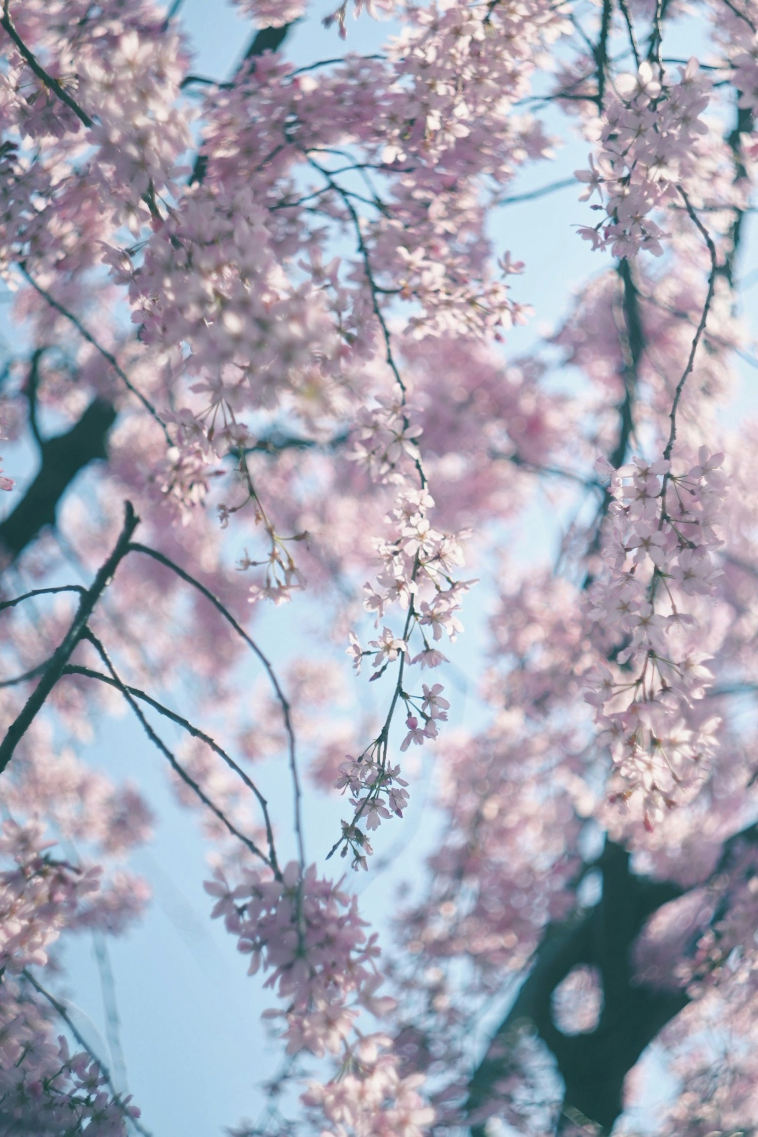 Close-up of branches with soft pink blossoms