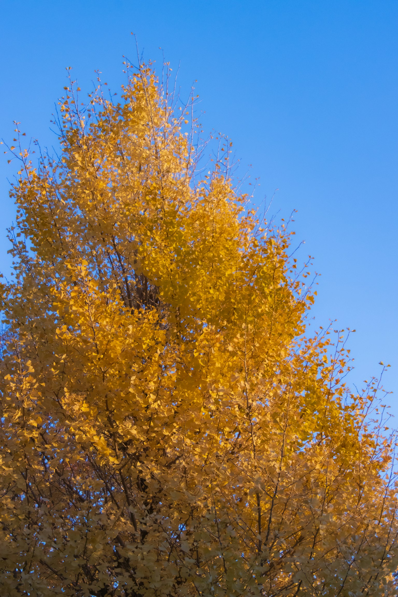 Albero con foglie gialle vivaci sotto un cielo blu chiaro