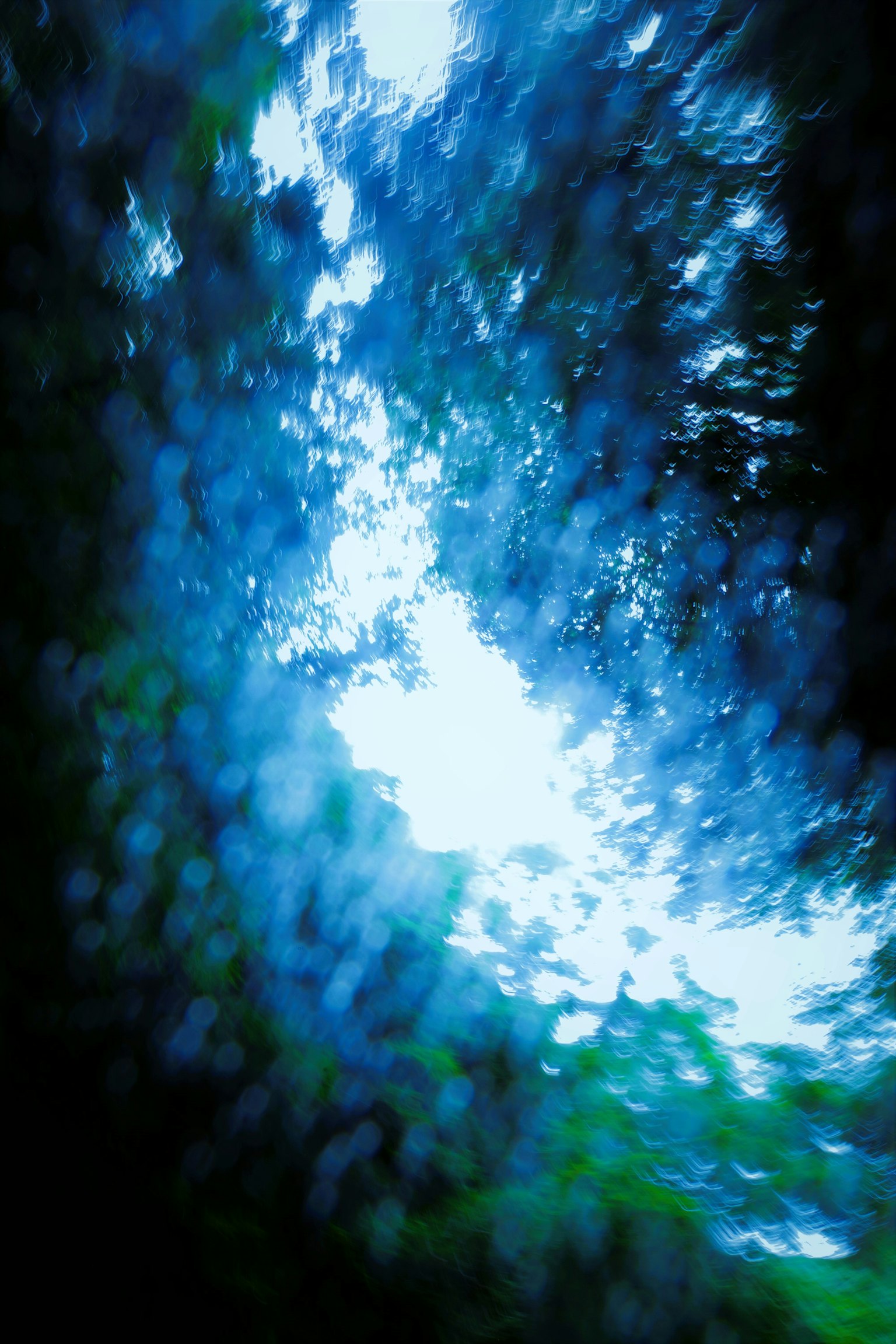 青い色合いの木々がぼやけた背景に広がる画像