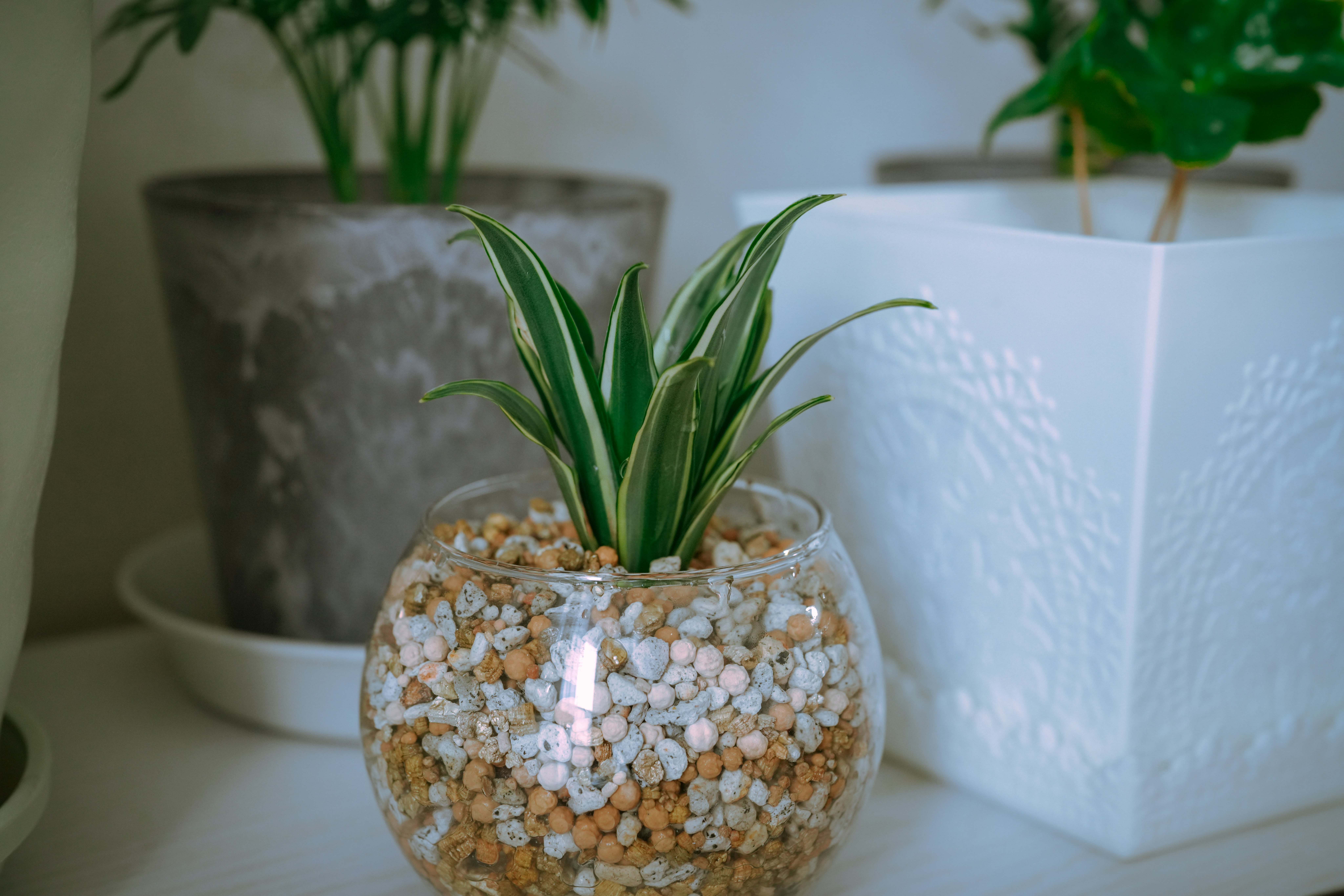 glass pot with a small indoor plant in white gravel