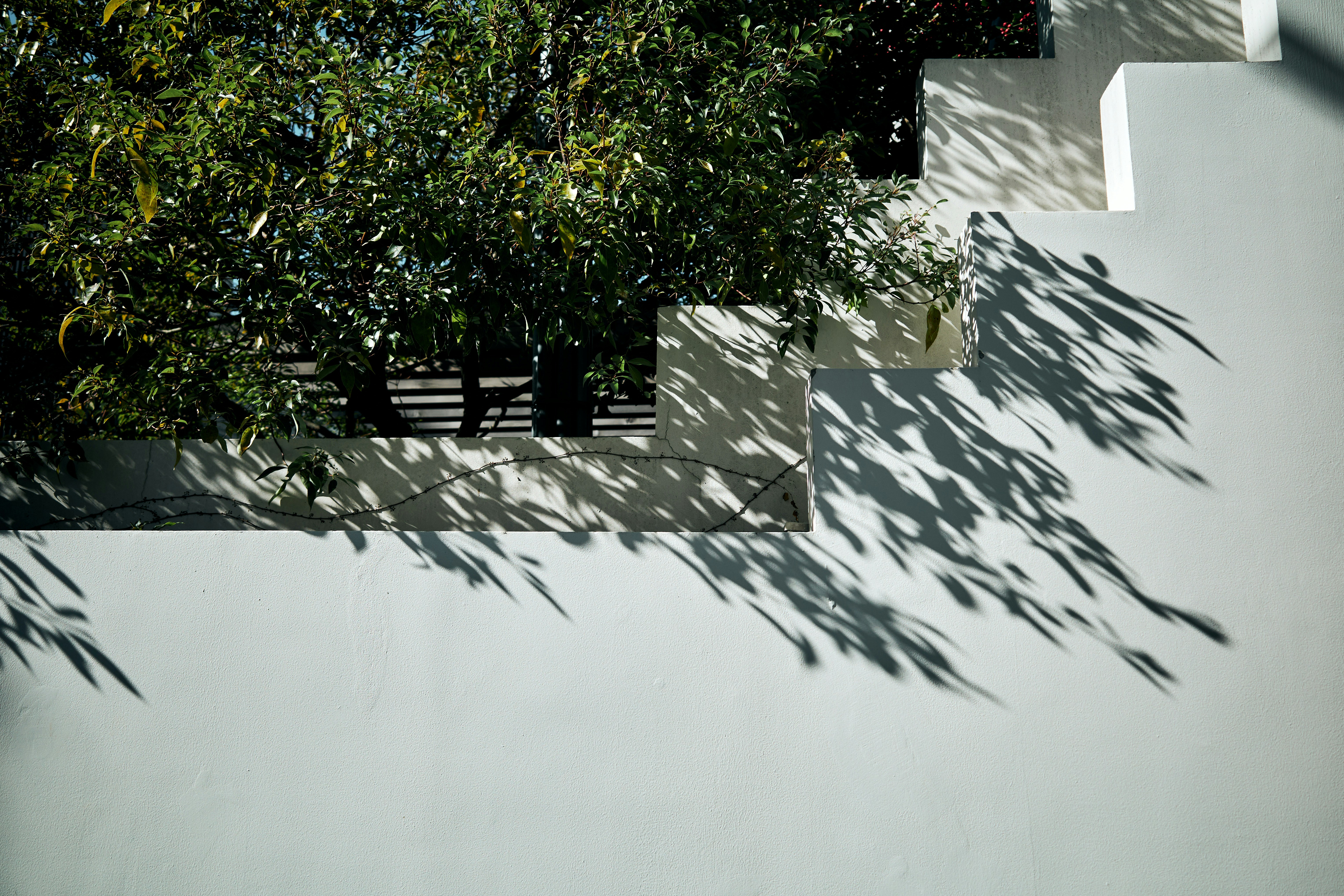 Cortile con pareti bianche e ombre delle piante