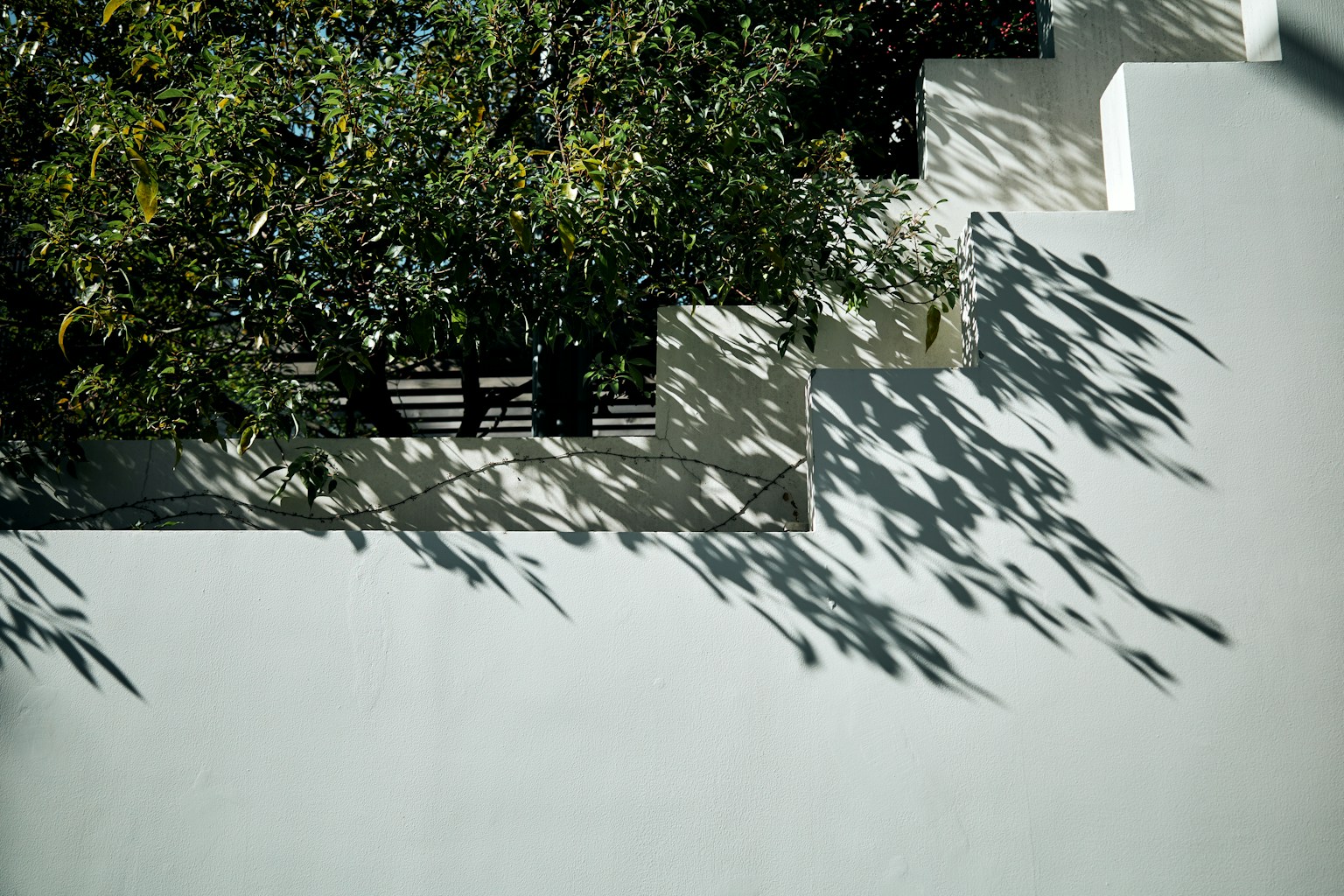Part of a white wall with green foliage casting shadows