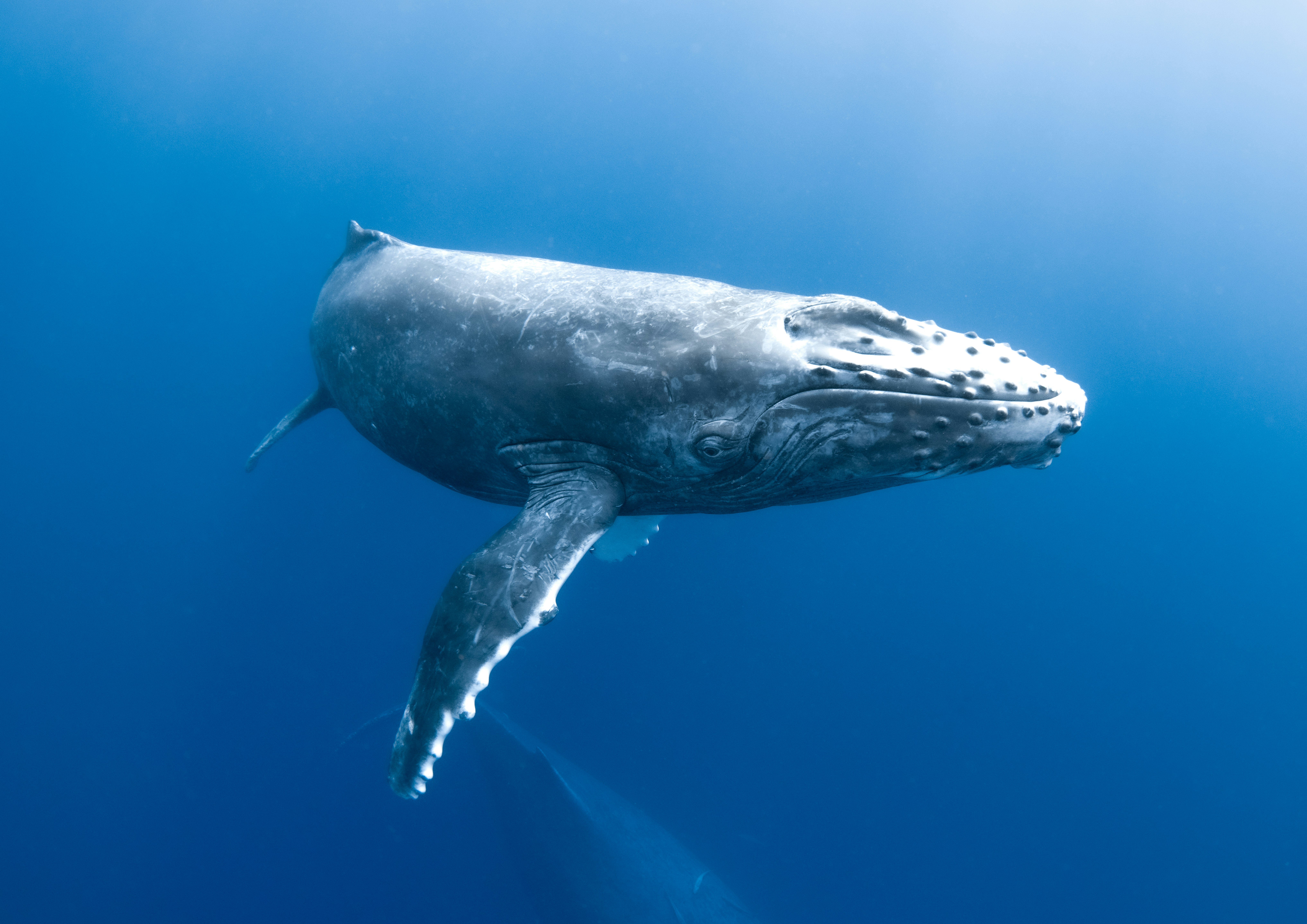 青い海中を泳ぐクジラの姿