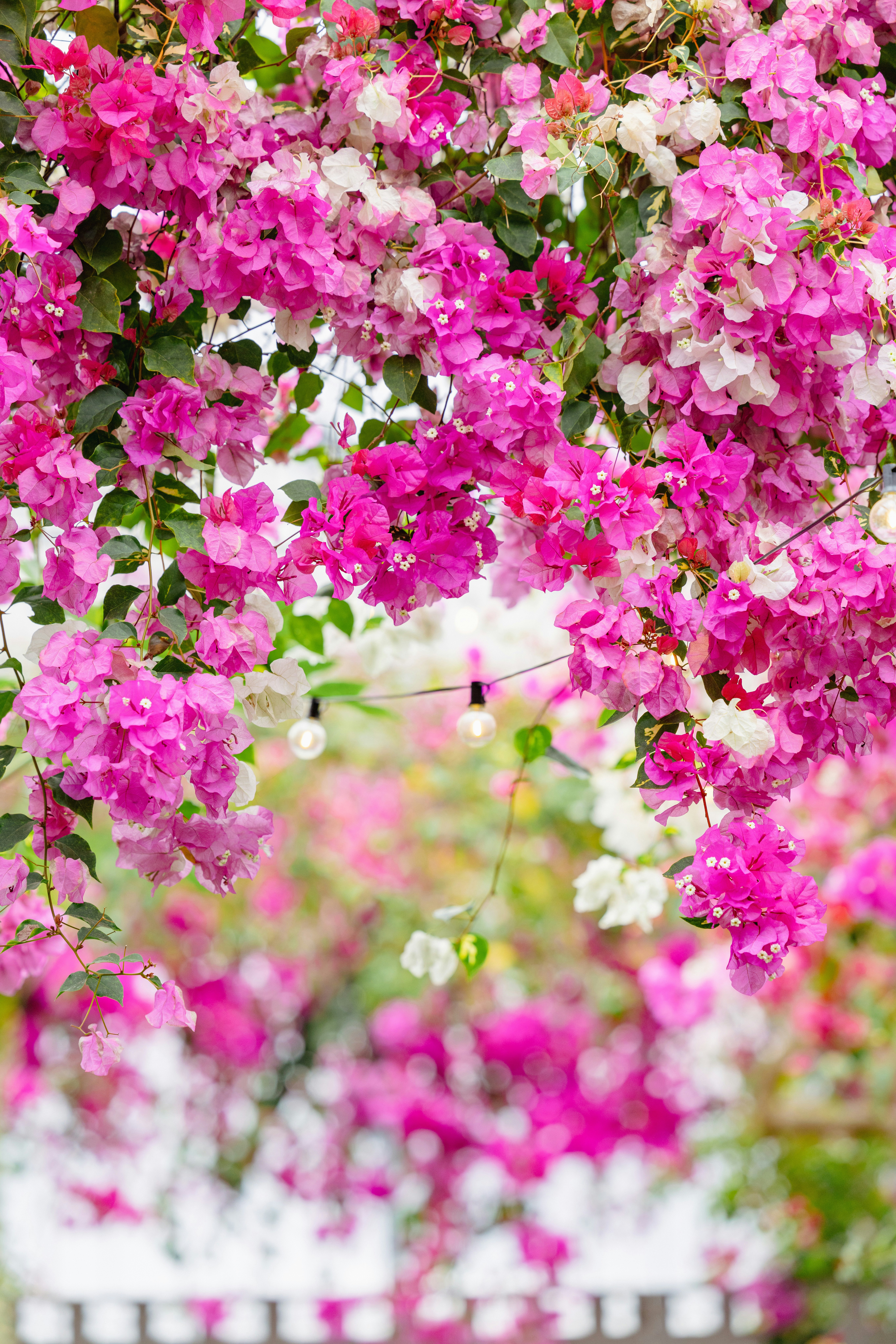 colorful bougainvillea blossoms in bloom