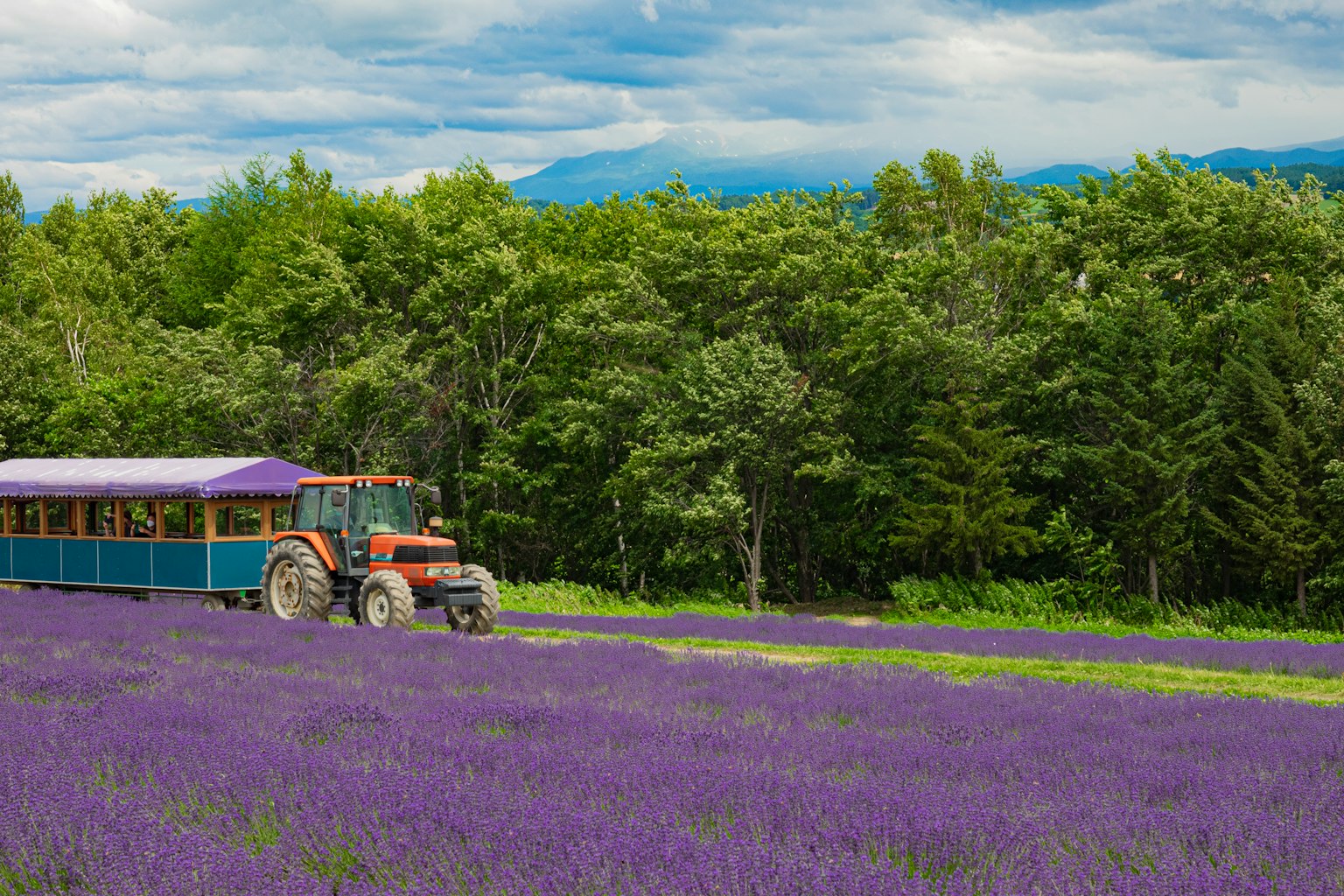 Tractor and trailer in a lavender field with trees in the background