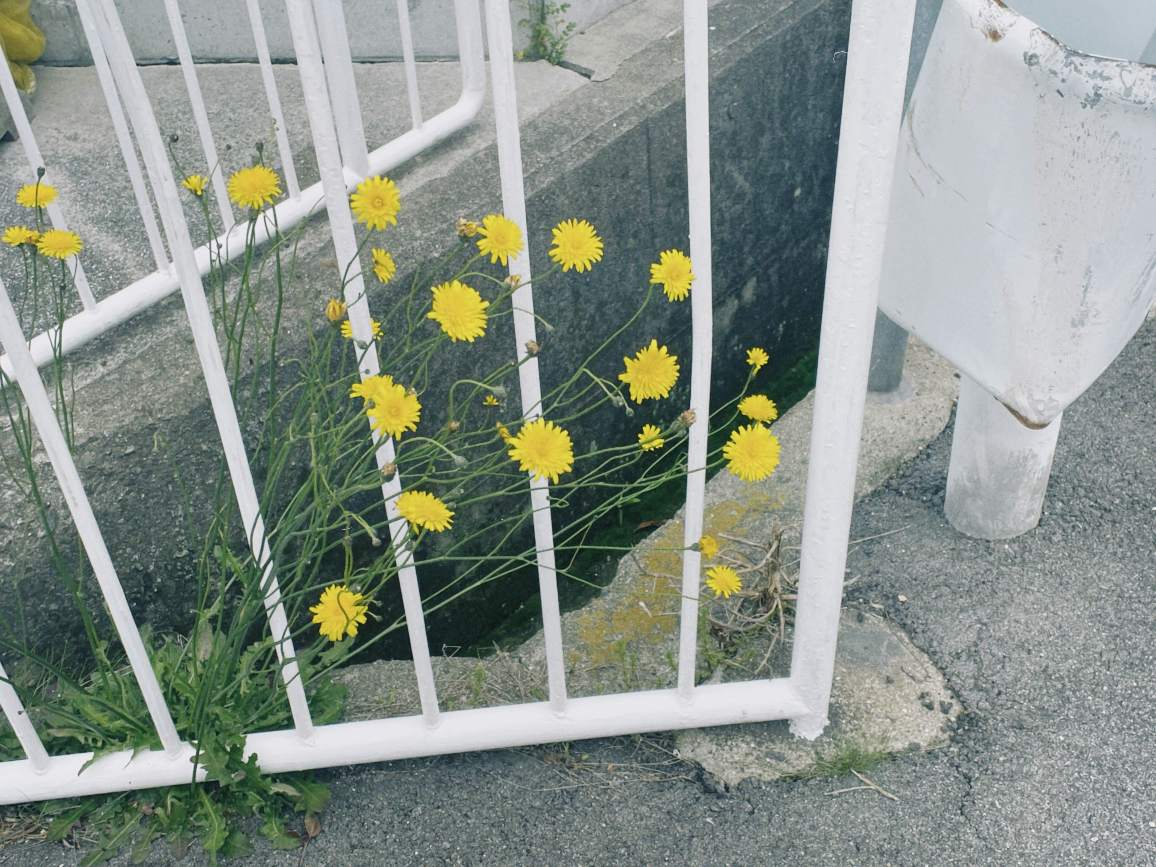 Yellow dandelions blooming in front of a white fence