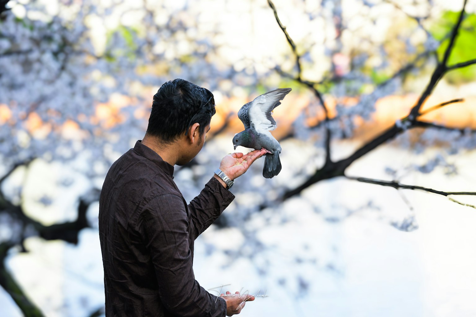 Hombre sosteniendo una paloma debajo de un cerezo en flor