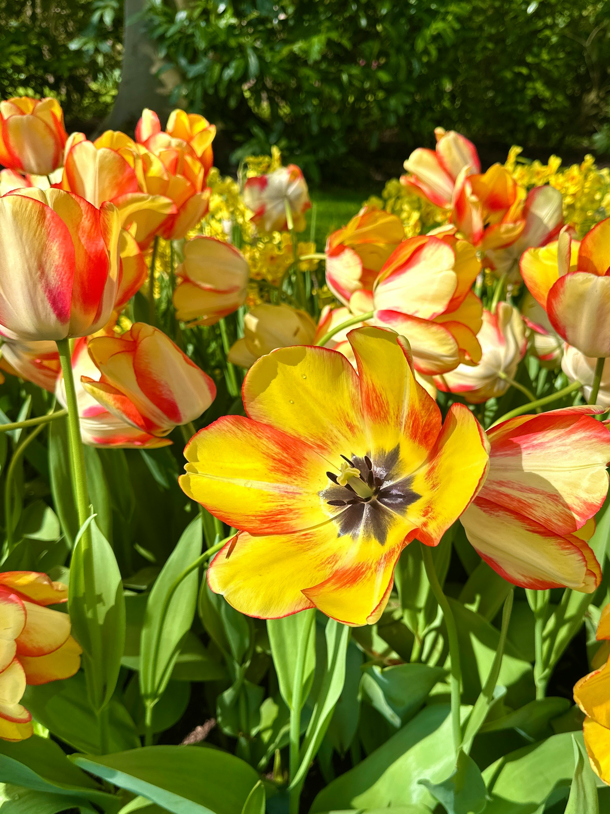 鮮やかなチューリップの花畑