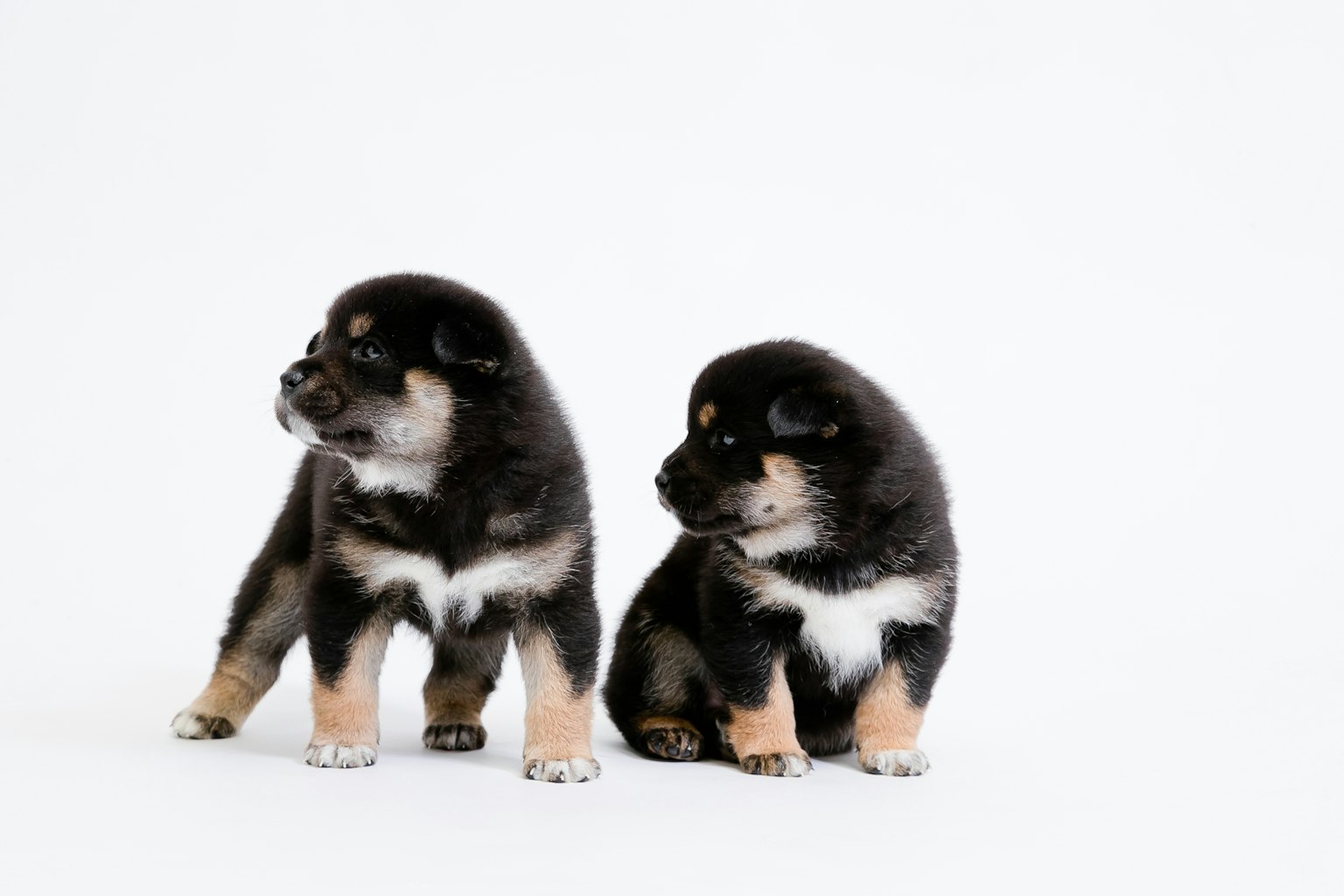 Dos cachorros de Shiba Inu están de perfil frente a un fondo blanco