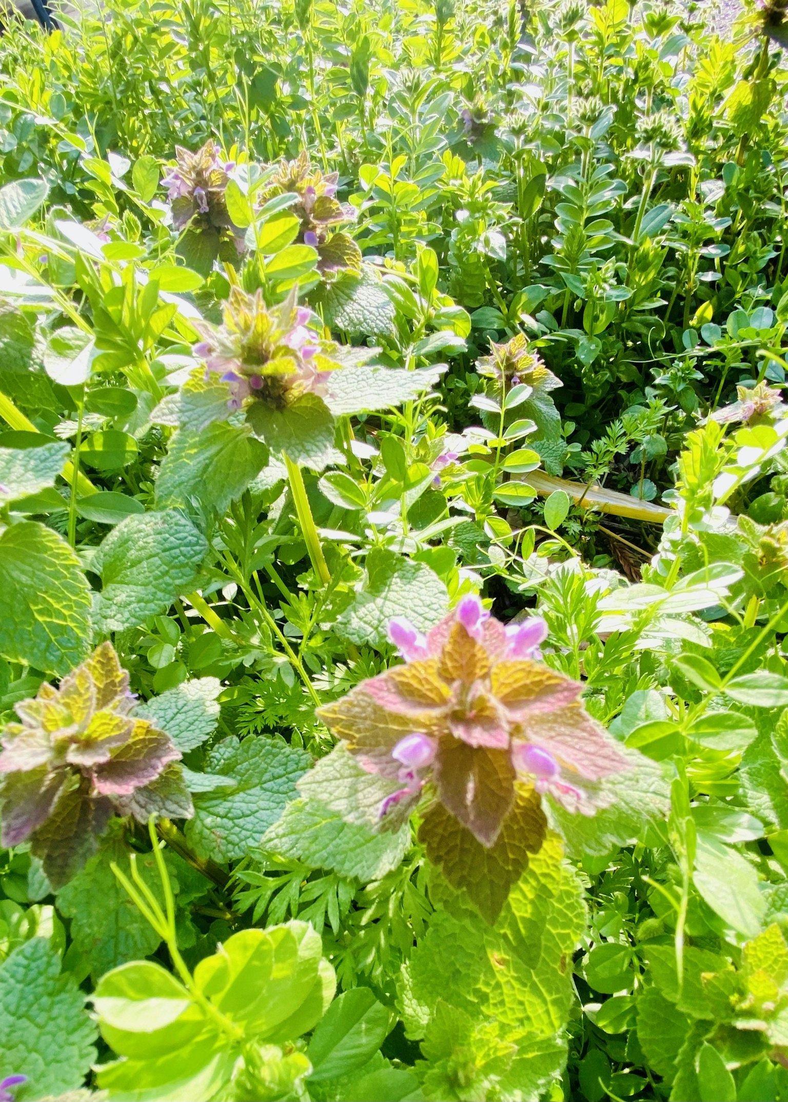 一群紫花植物被绿色叶子包围