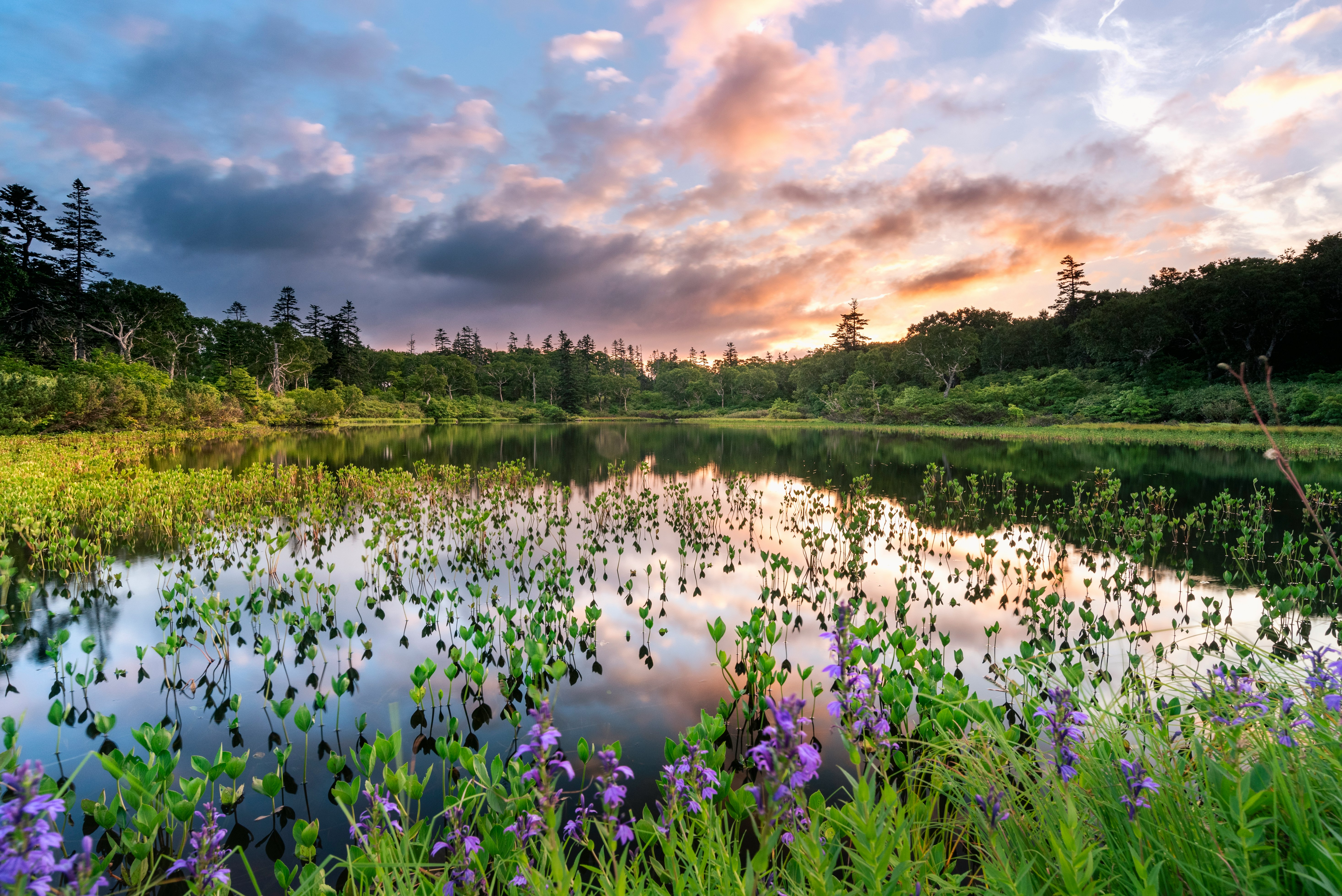 夕暮れの花畑と池のある自然風景