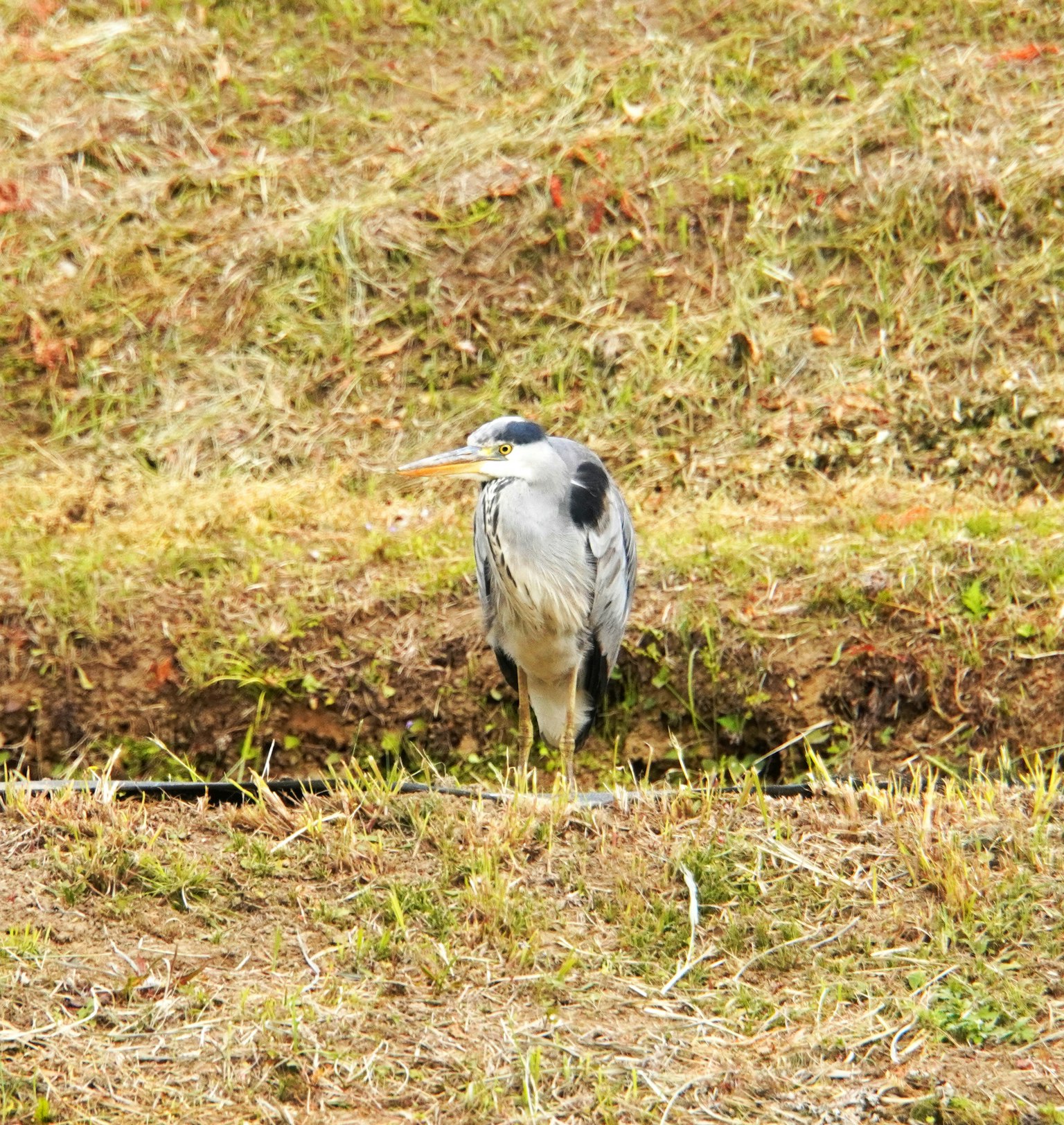 Un ave gris de pie en un terreno cubierto de hierba