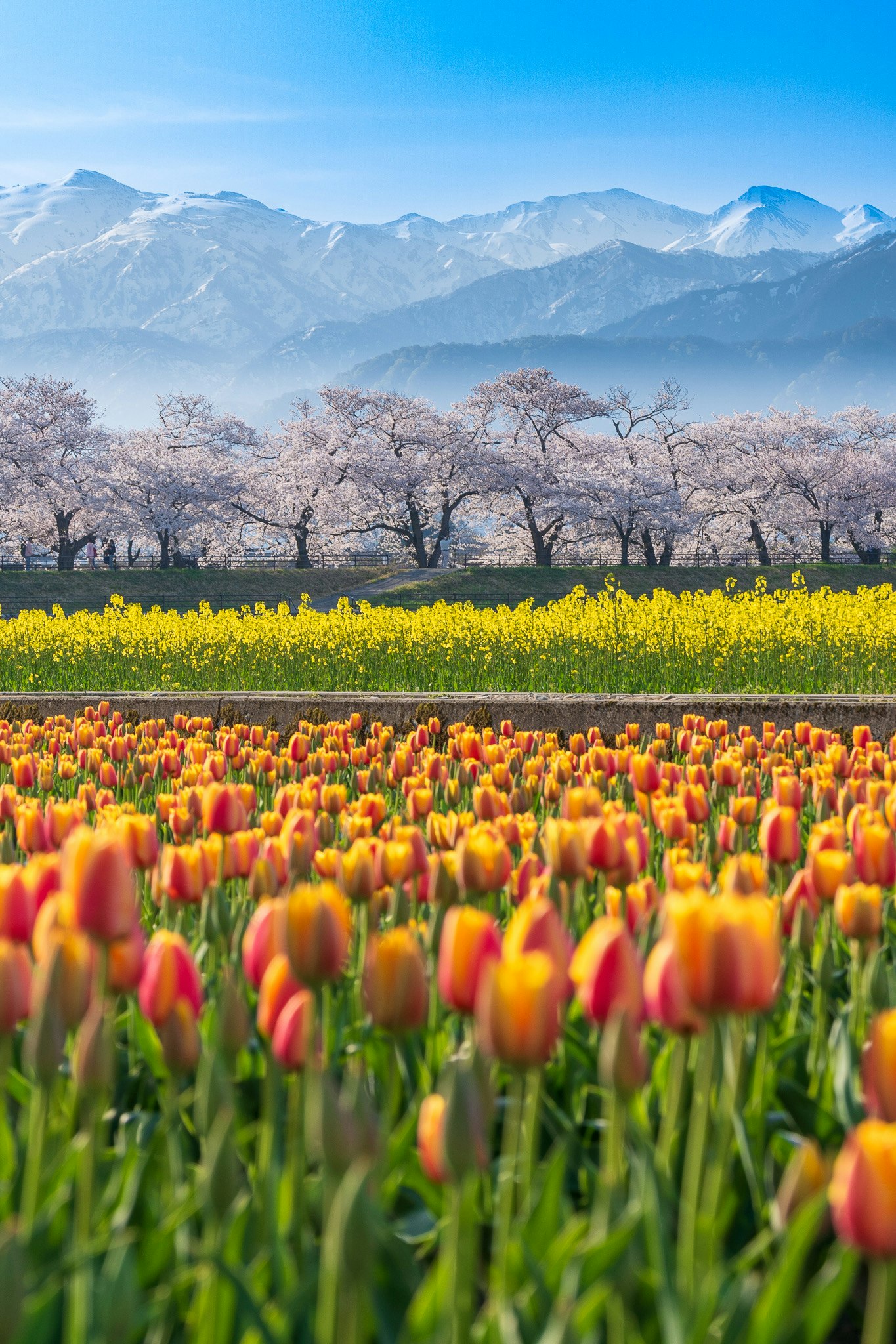 봄철의 화려한 튤립 밭과 배경의 눈 덮인 산