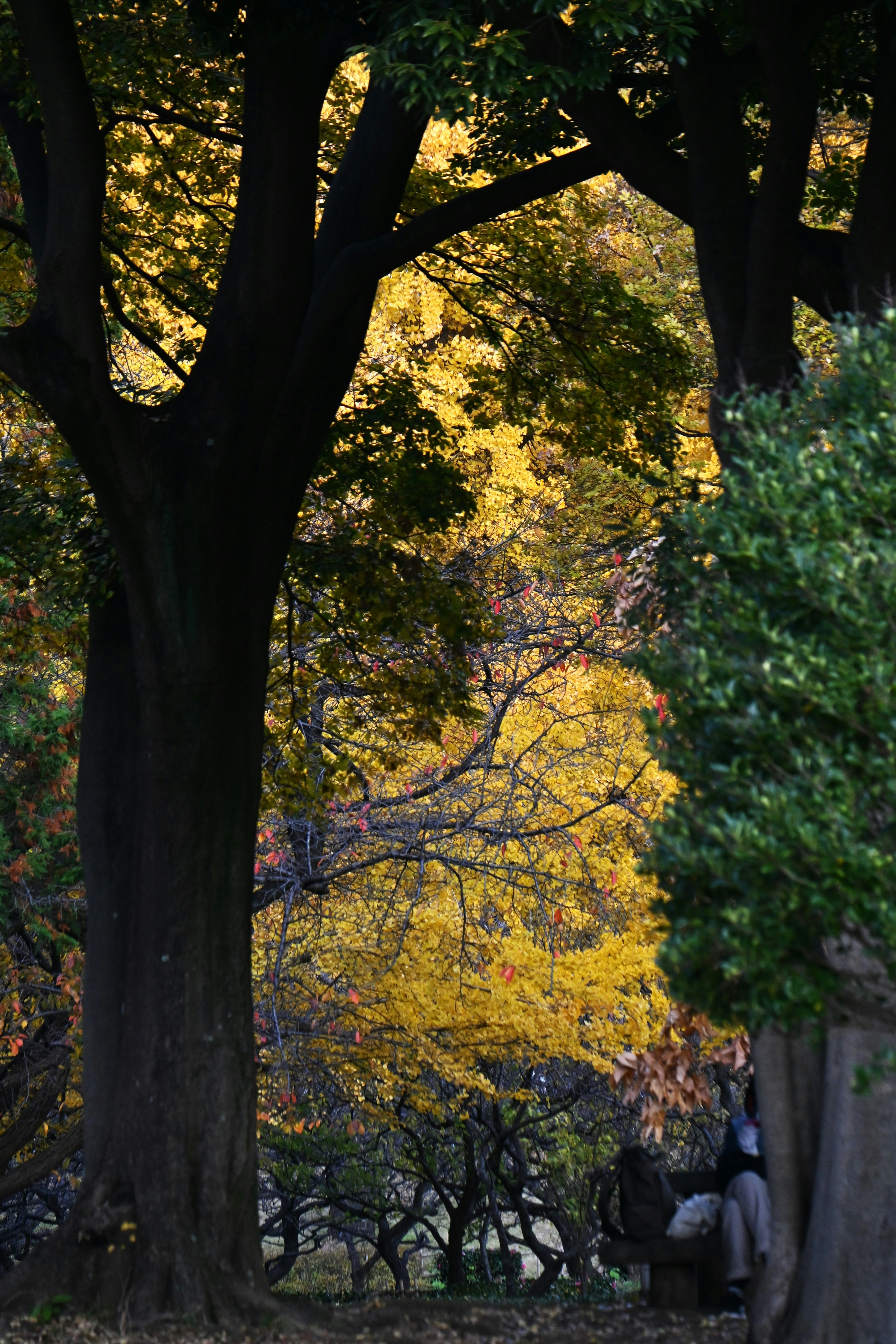 Hojas de ginkgo amarillas y camino arbolado en otoño