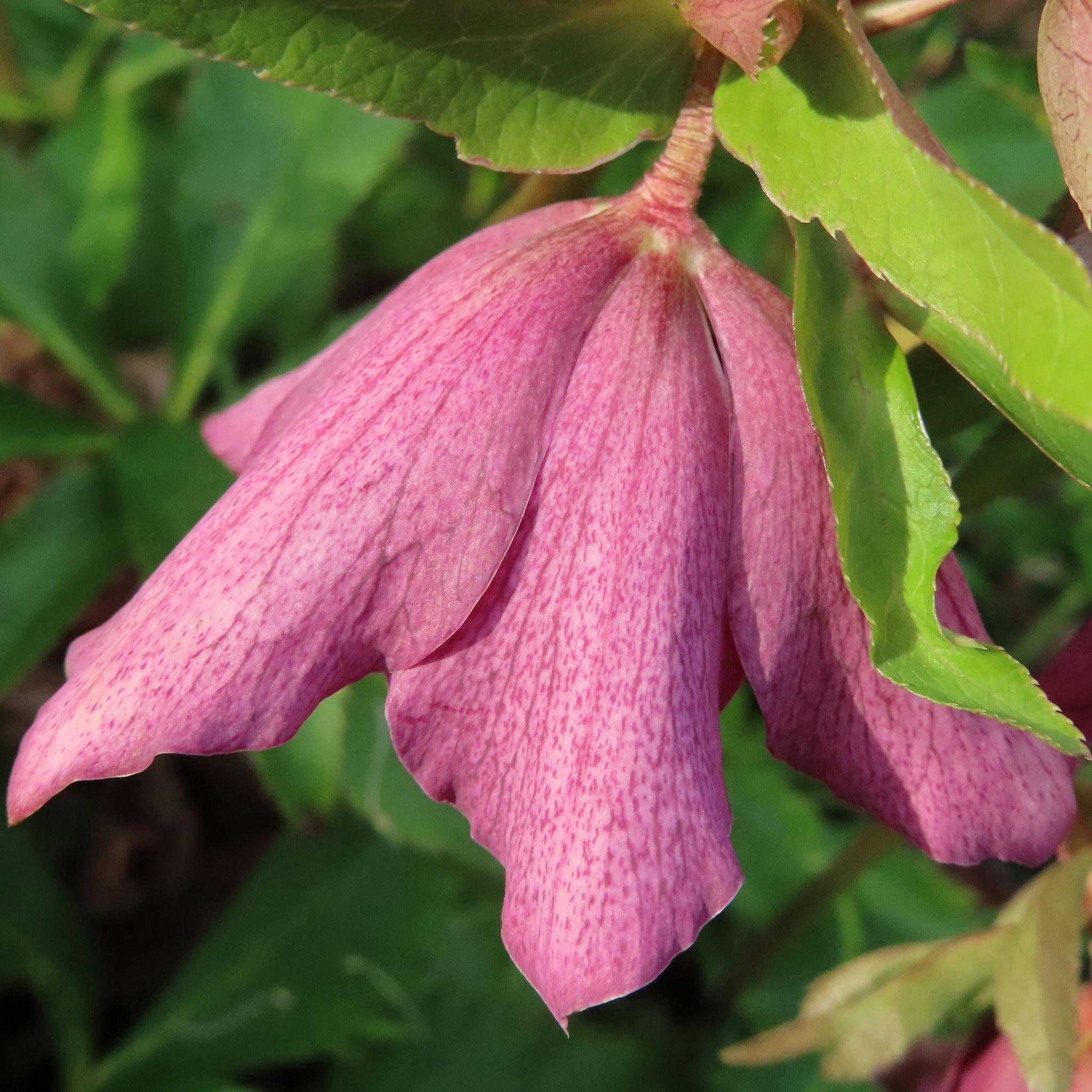 ピンクの花が葉に囲まれて咲くクローズアップ