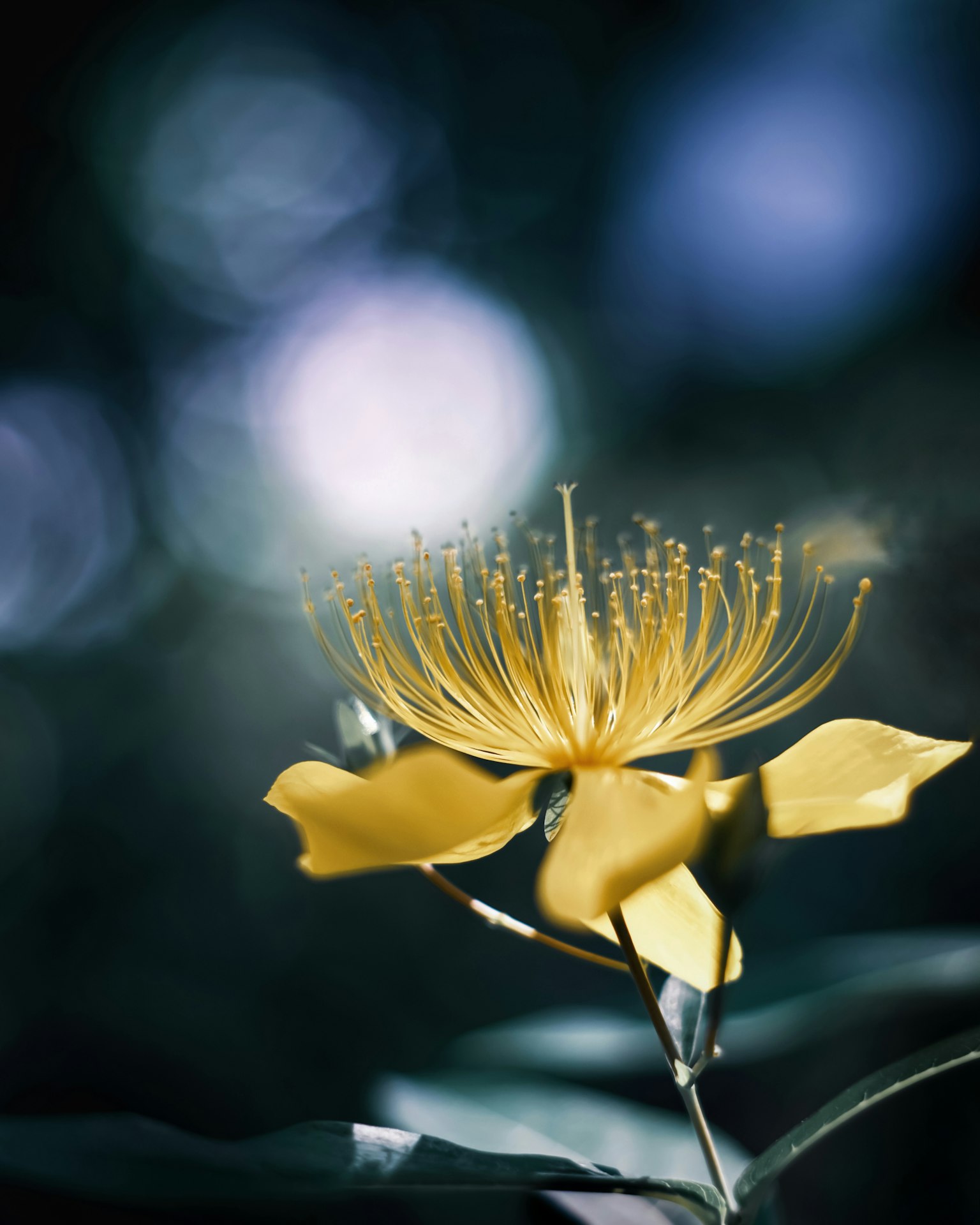 Flor amarilla brillante con pétalos largos y estambres sobre un fondo azul