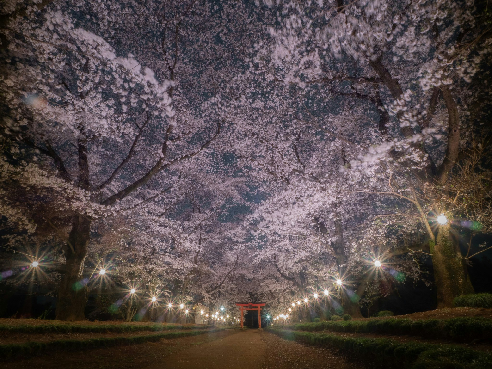 桜が咲く神社の鳥居と夜桜の参道
