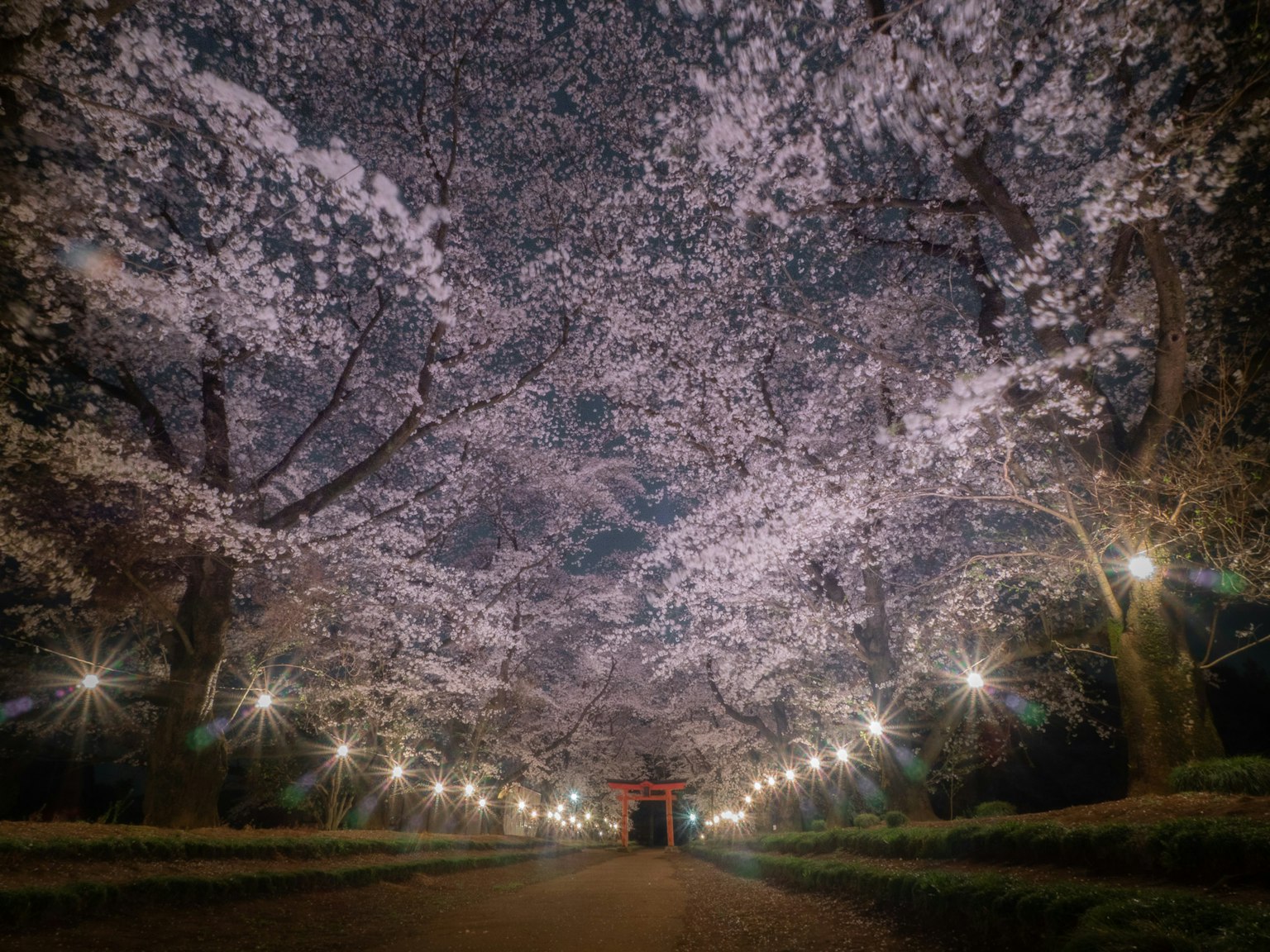 夜间照亮的樱花隧道与粉色花朵
