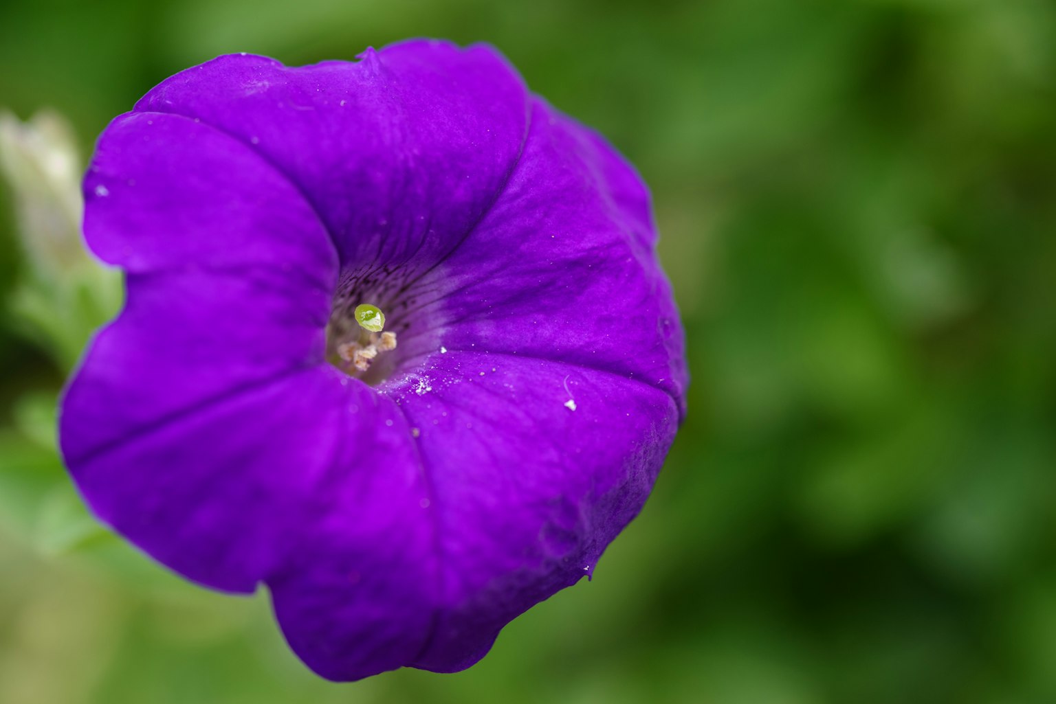 Primer plano de una flor de petunia morada vibrante