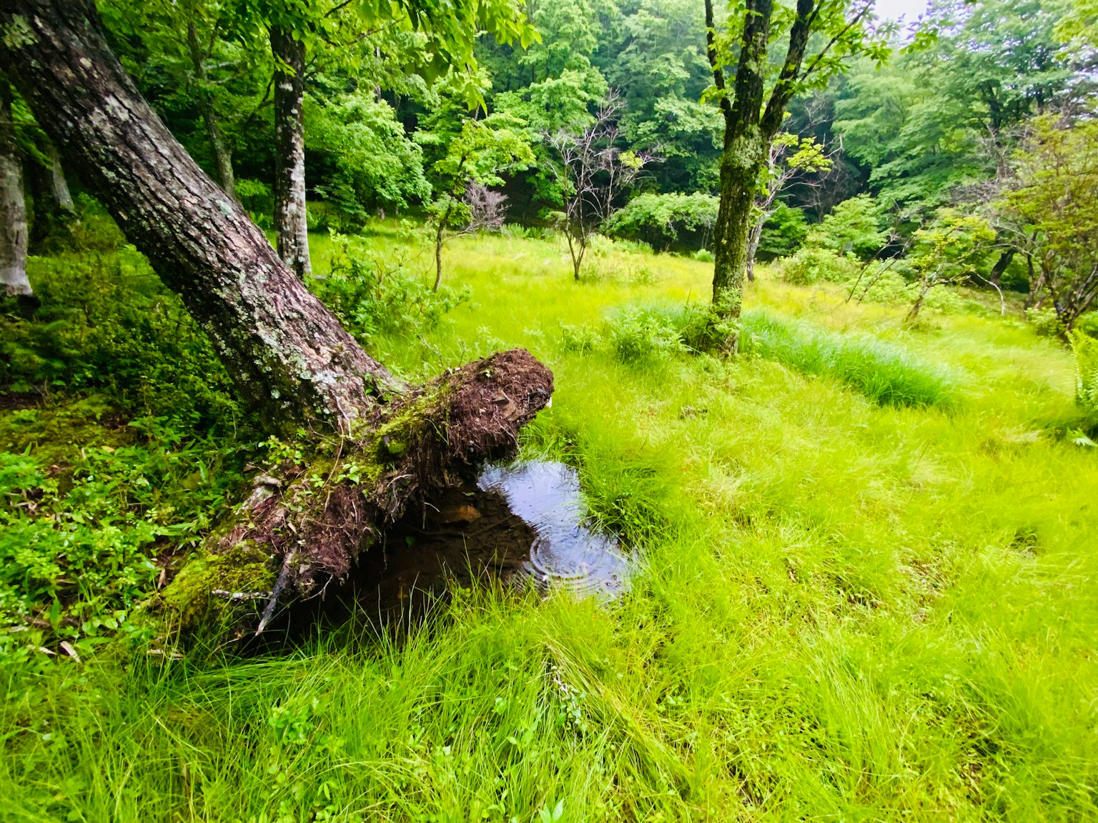 Árbol caído en hierba verde exuberante con un pequeño charco
