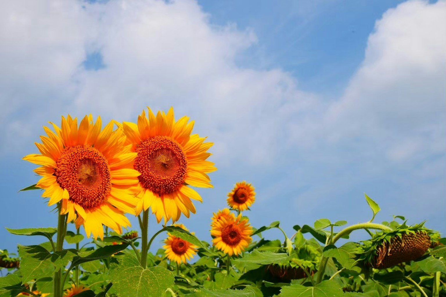 Hoa hướng dương rực rỡ nở dưới bầu trời xanh