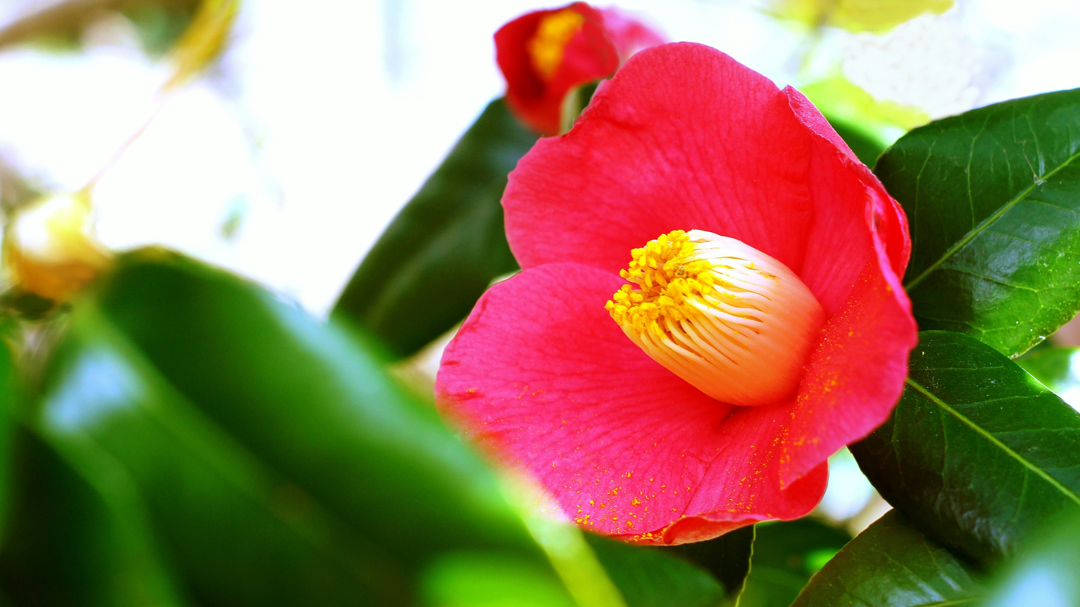 赤い椿の花と緑の葉のクローズアップ