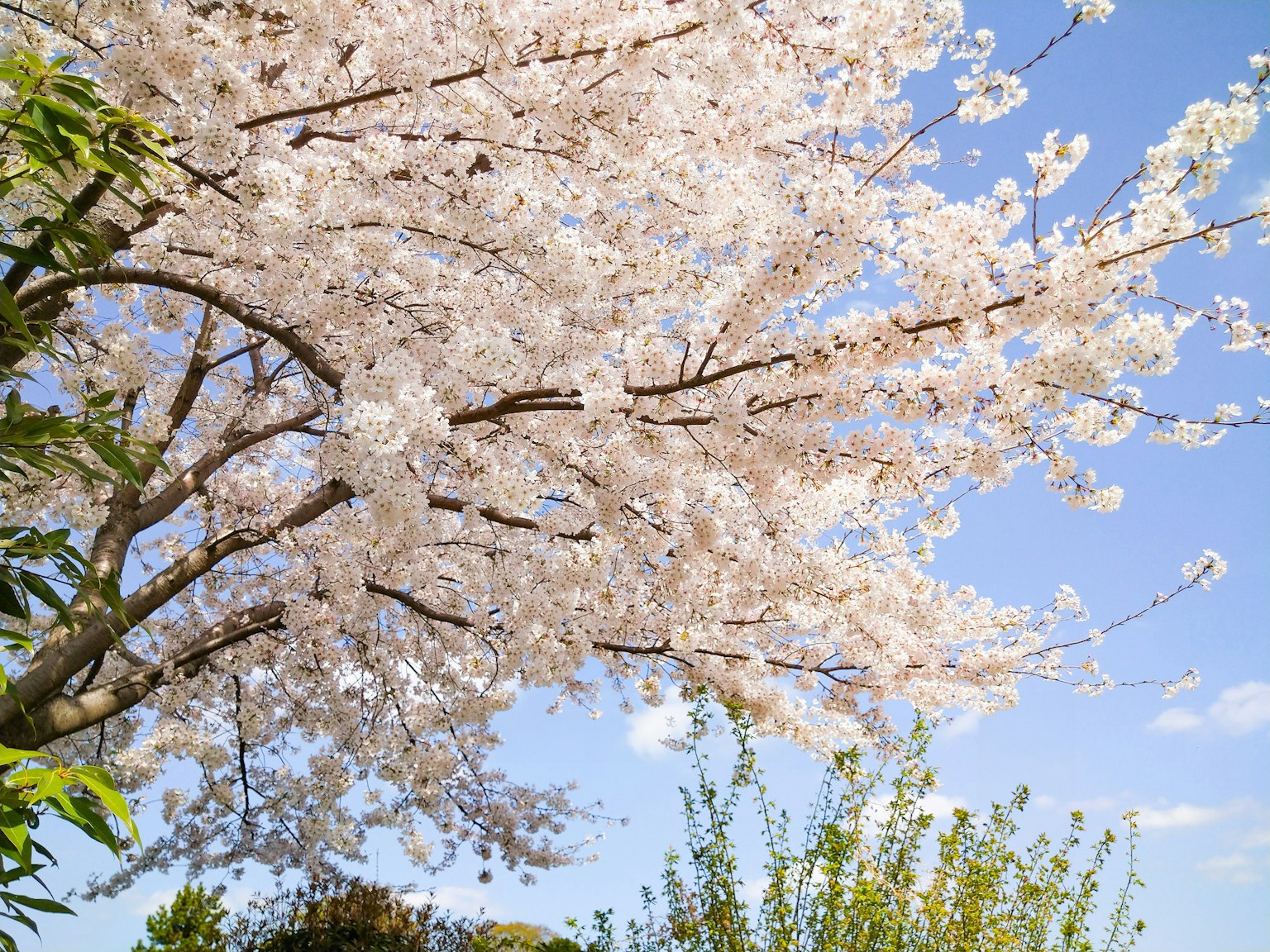 Pohon sakura yang berbunga dengan bunga merah muda di bawah langit biru yang cerah