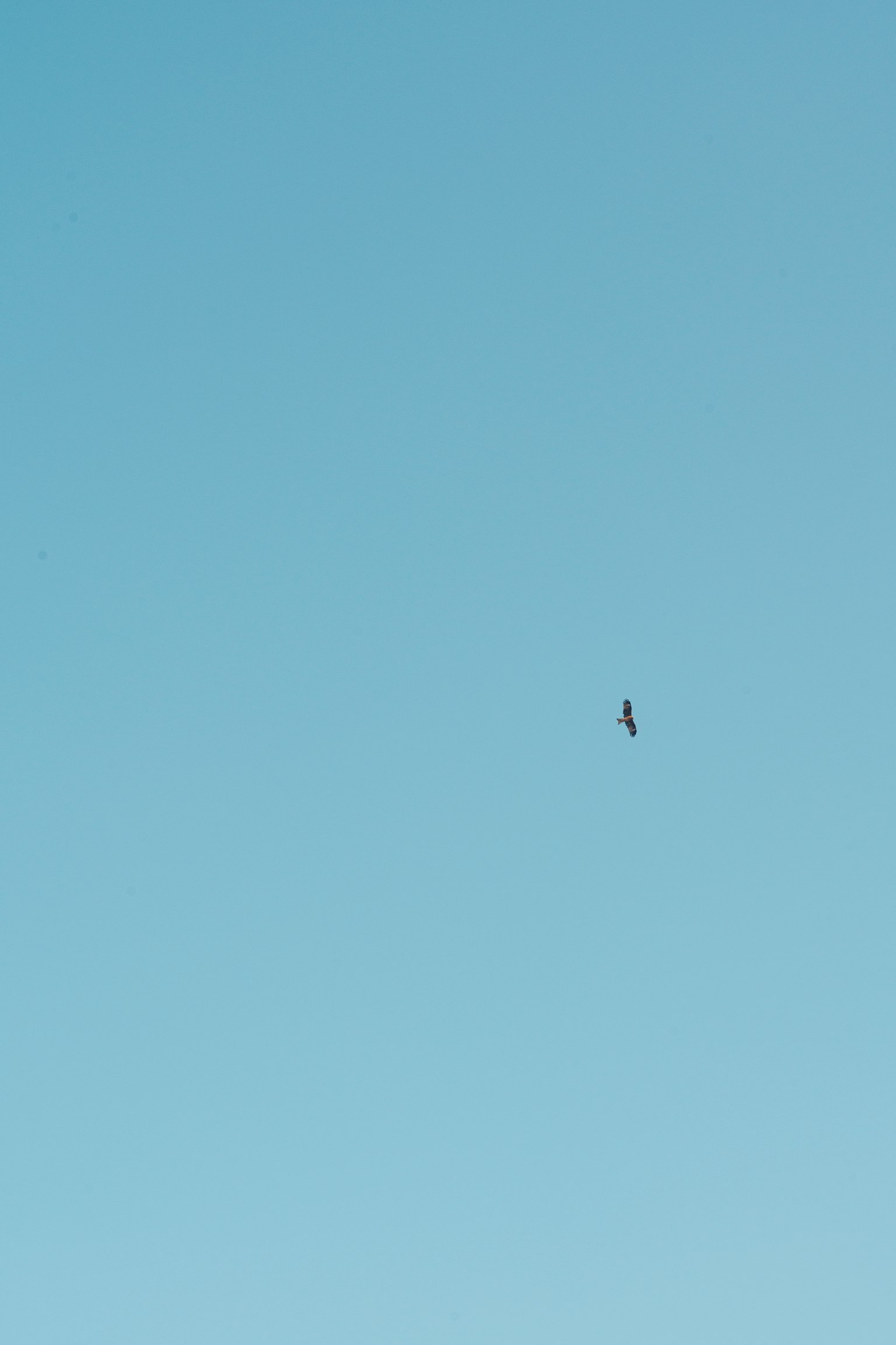 photo-e1gjcSuyN7HtMHWHuvhw-image