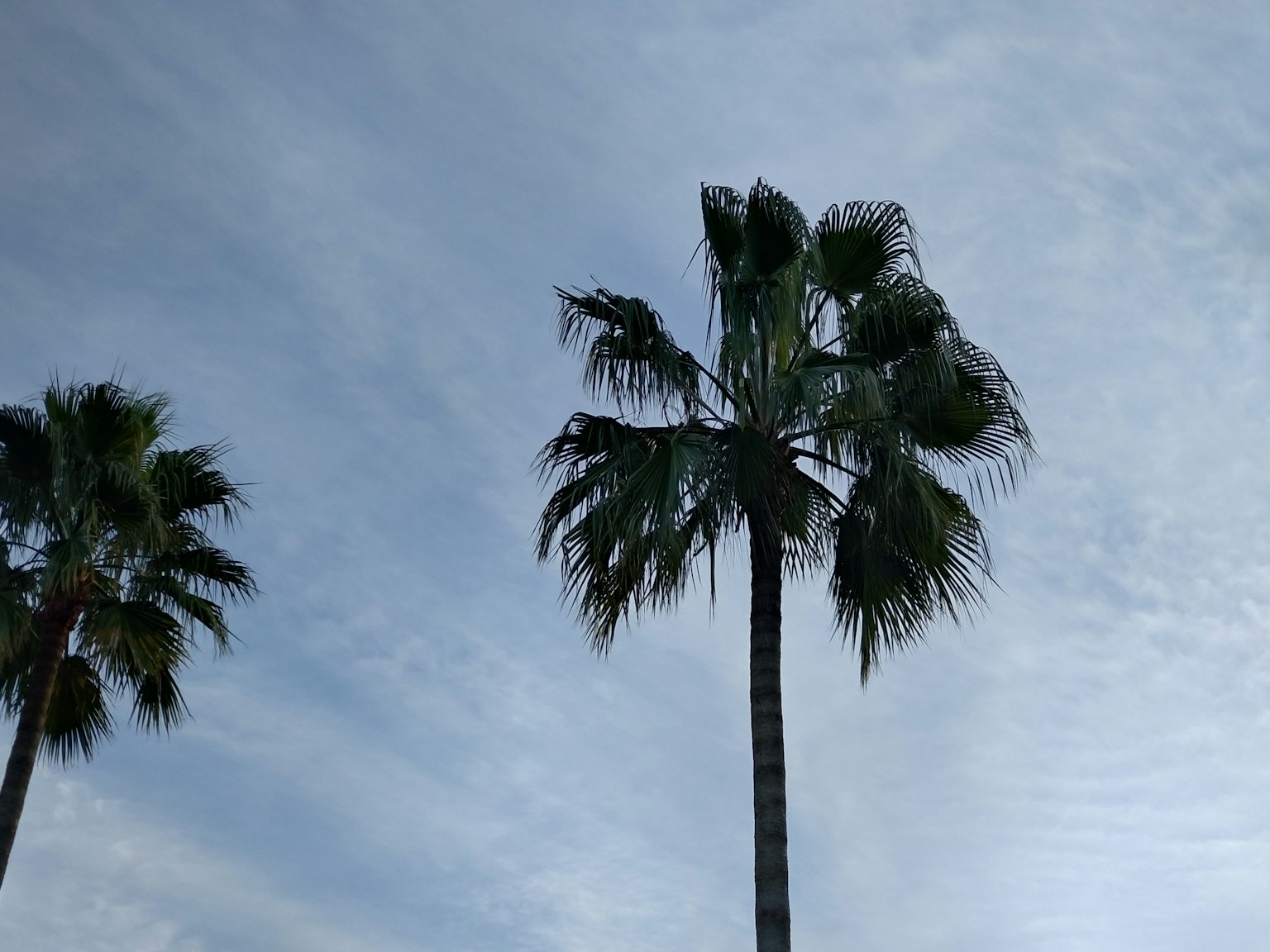 Zwei Palmen silhouettiert vor einem bewölkten Himmel