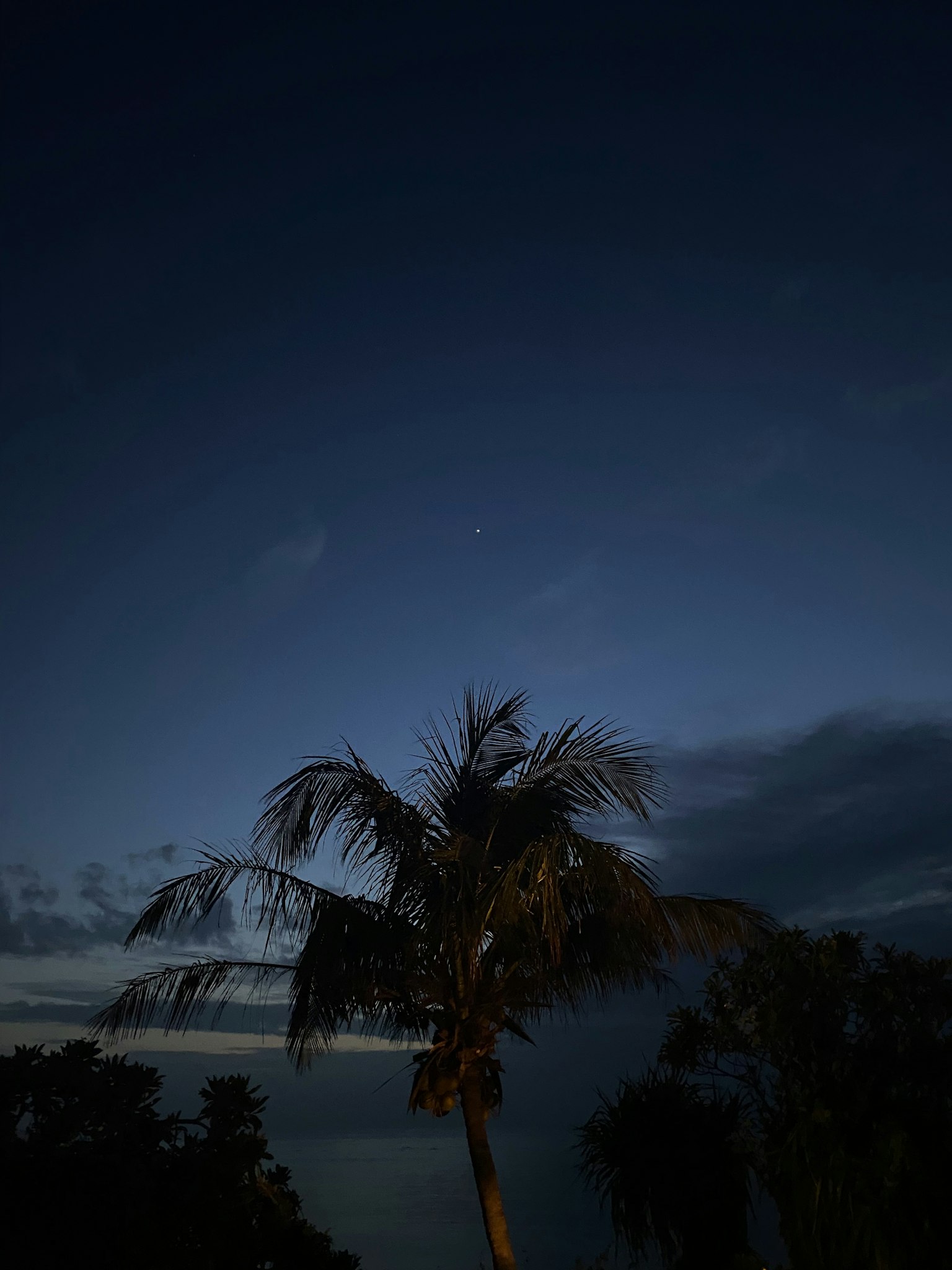 Silhouette di una palma contro un cielo notturno con una stella visibile
