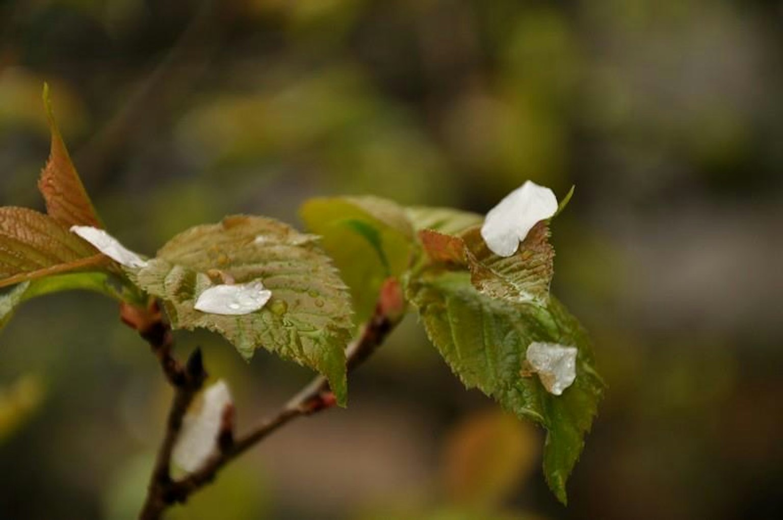 Feuilles vertes avec des pétales de fleurs blanches éparpillés