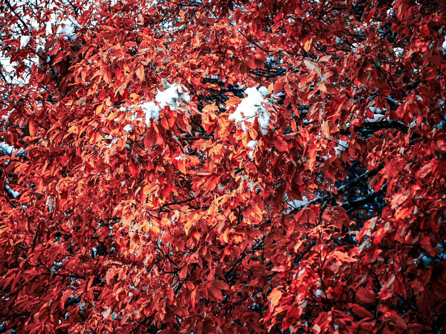 Hojas rojas vibrantes contrastadas con manchas de nieve en un árbol