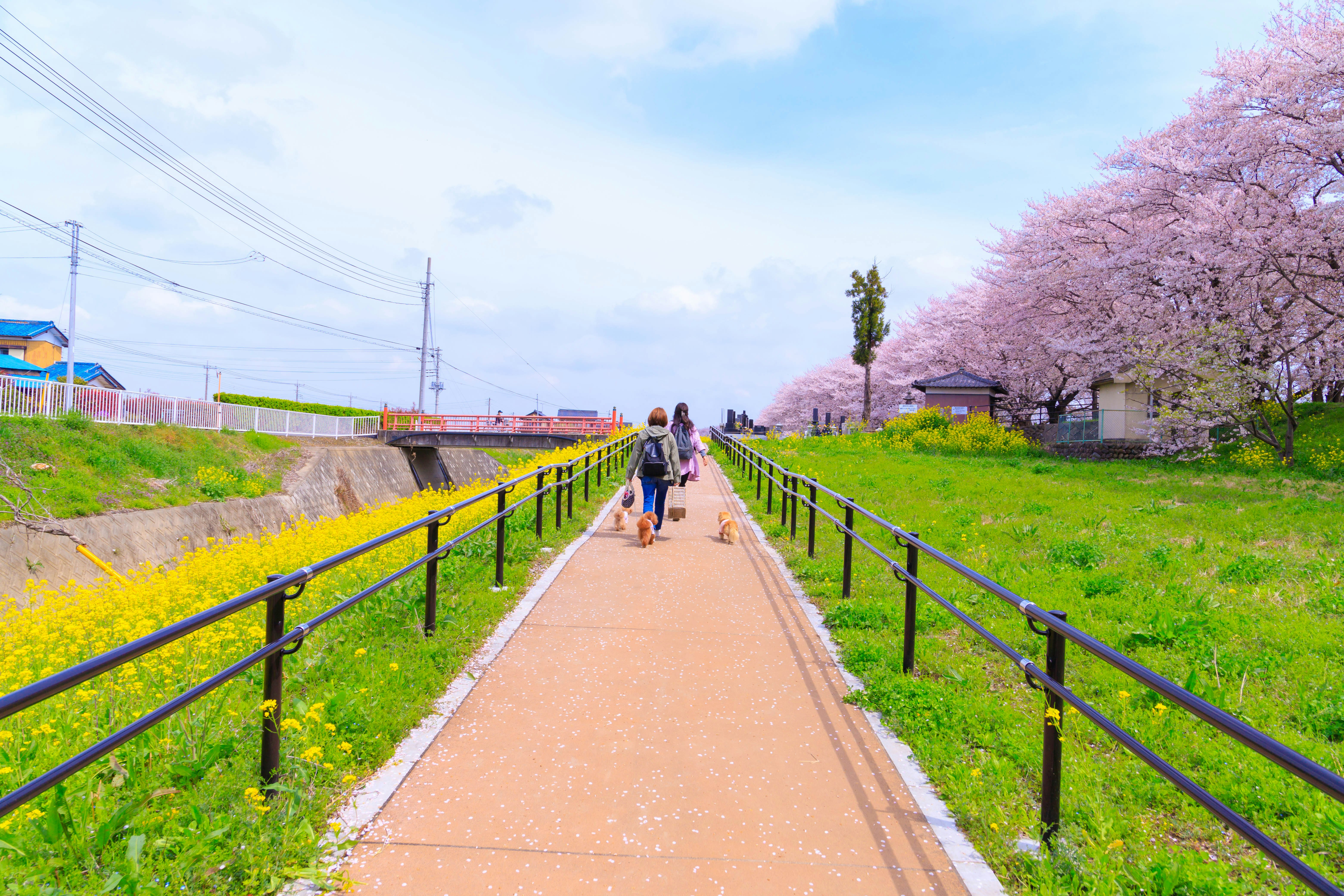 菜の花と桜並木の続く田園の小道