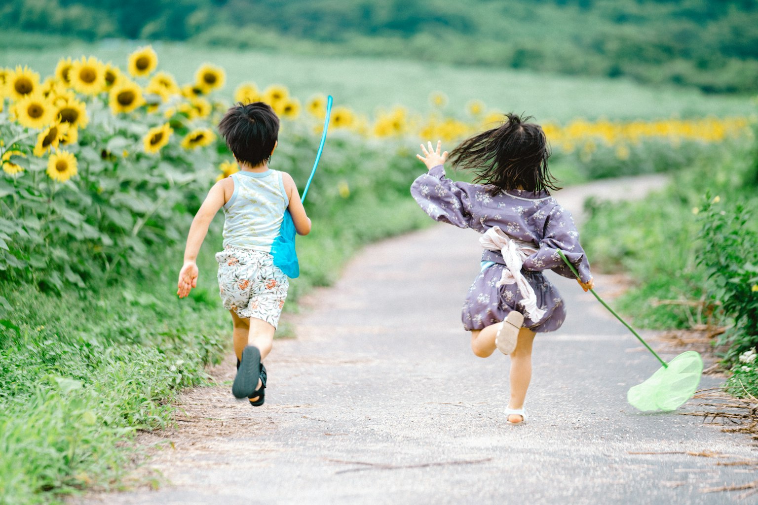 Children running along a path through a sunflower field