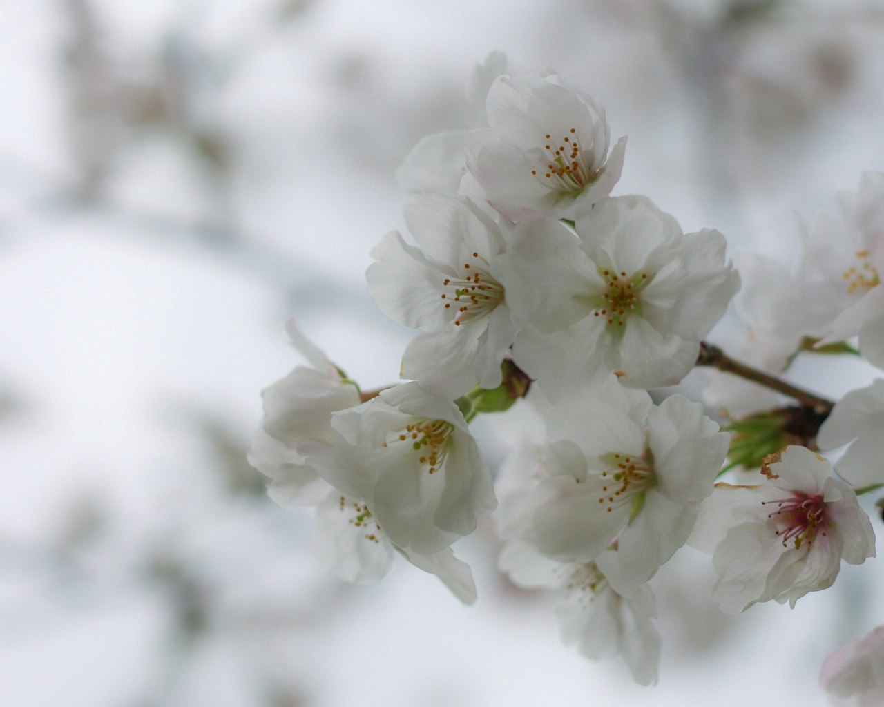 桜の花が咲いている様子 白い花びらと淡い色合いの背景