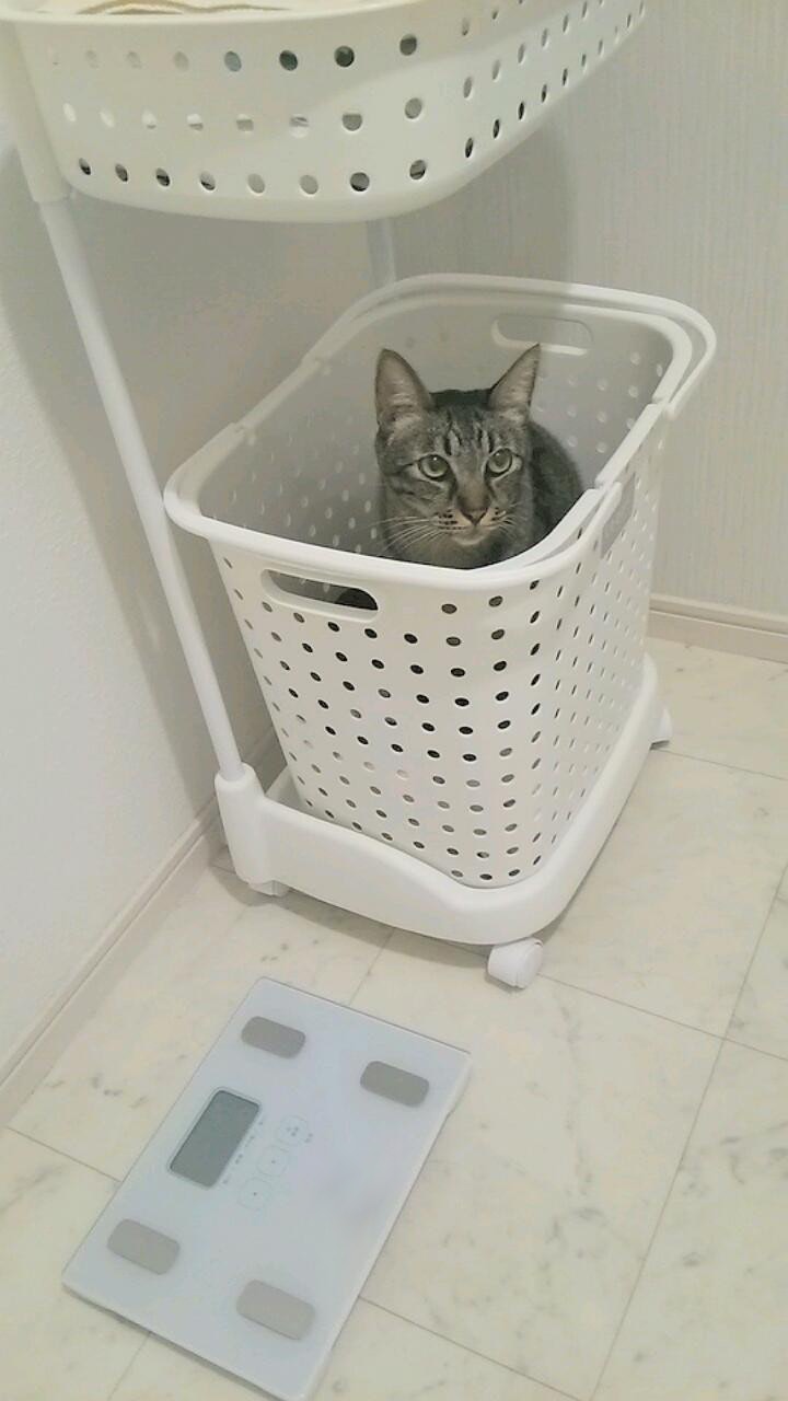 洗濯かごの中の猫