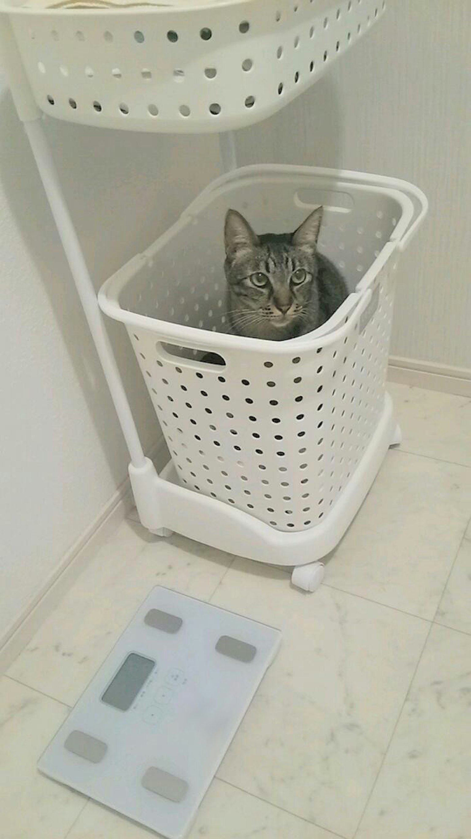 Kucing yang duduk di dalam keranjang pakaian putih