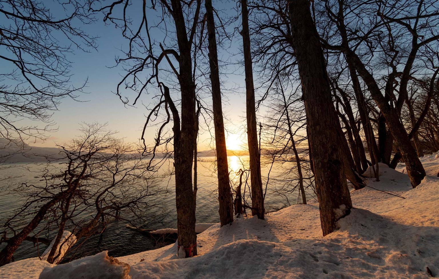 Vue pittoresque des arbres enneigés au bord de l'eau au coucher du soleil