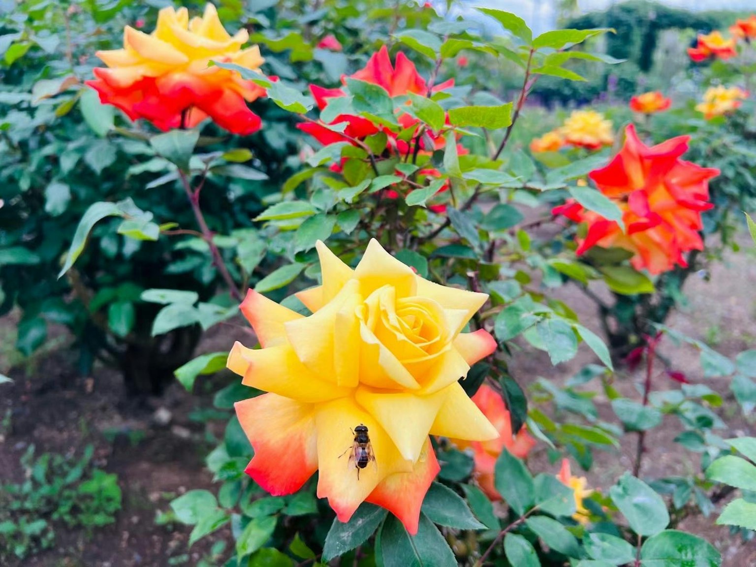 Mawar kuning dan oranye cerah mekar di taman