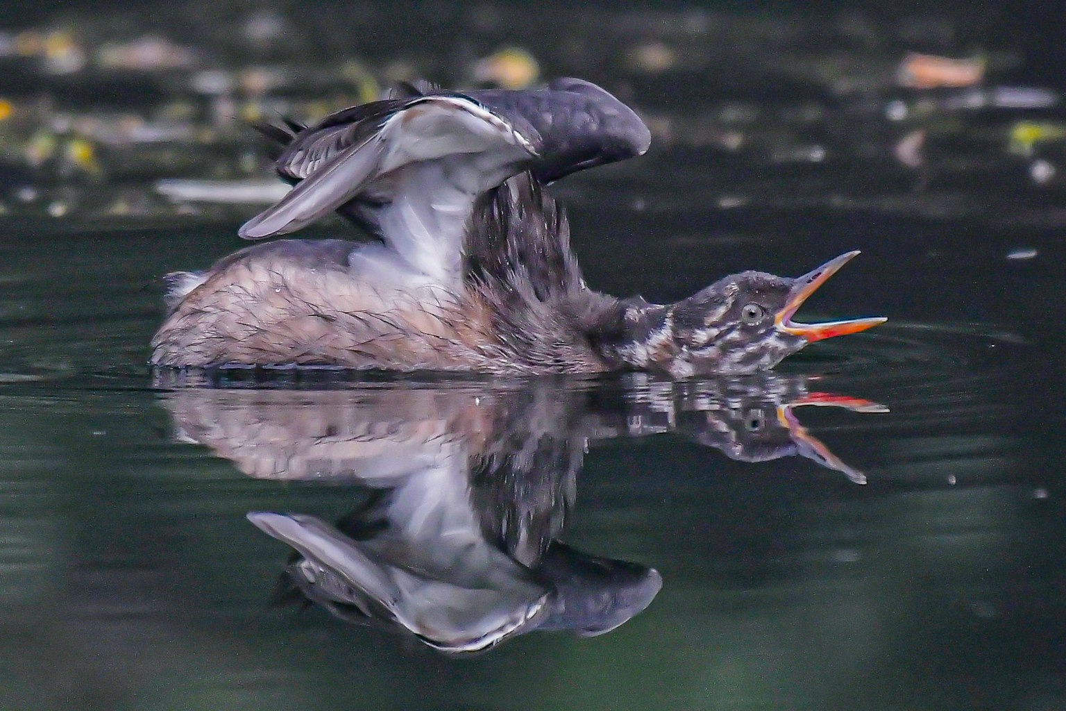 水面に映る羽を広げた鳥の姿 鳥が鳴いている様子