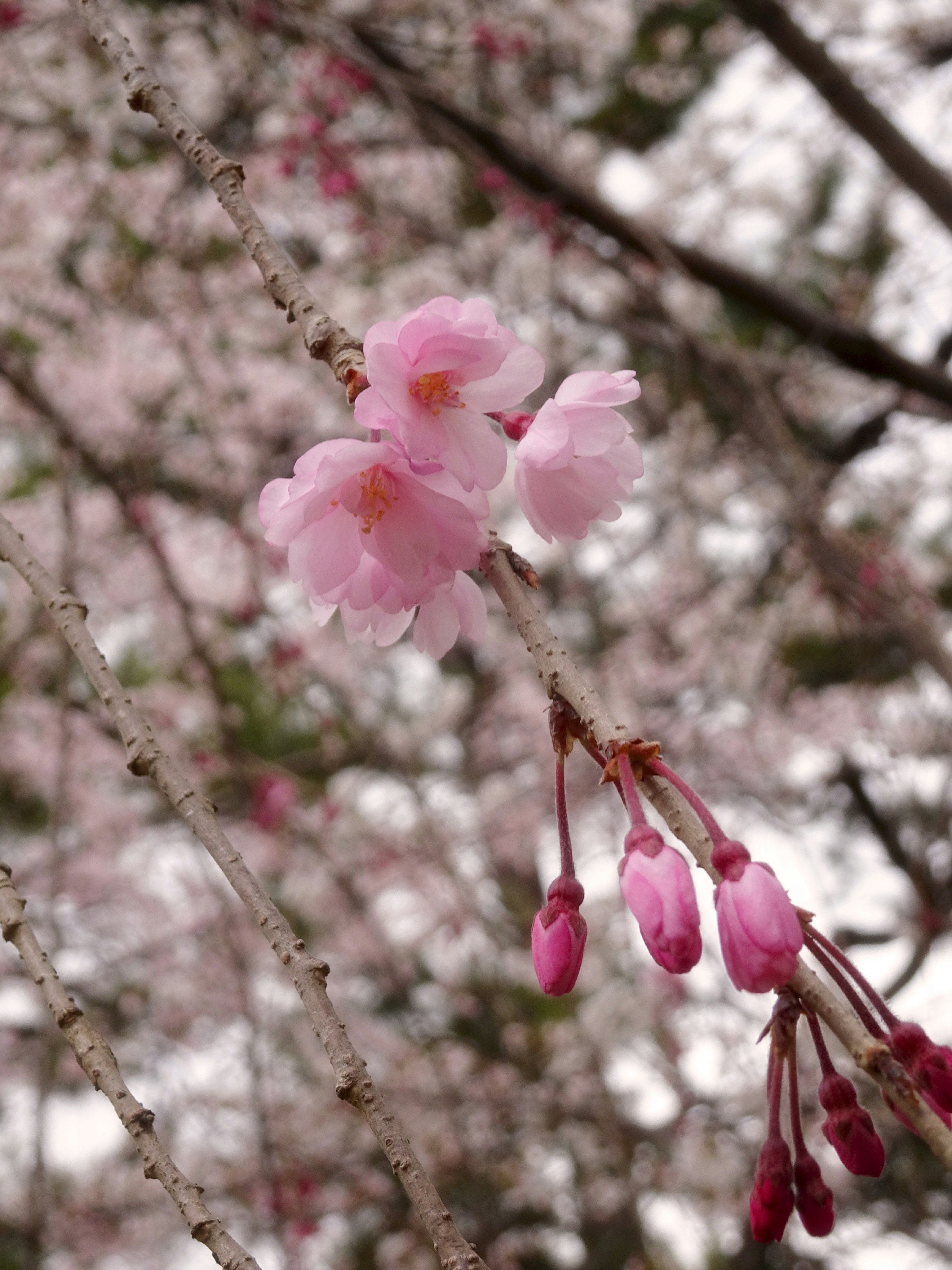 桜の花が枝に咲く春の花景色