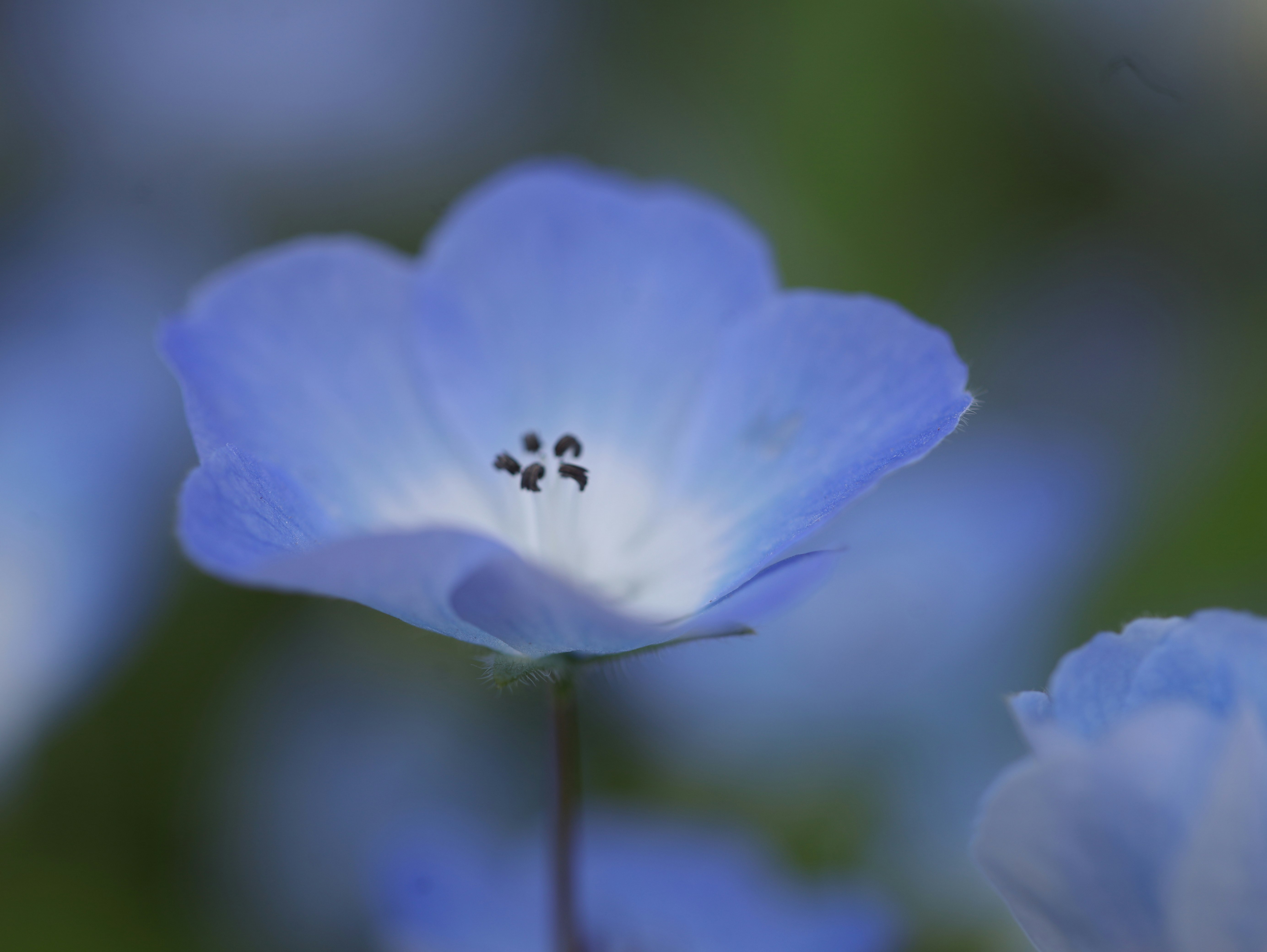 primo piano di fiori blu